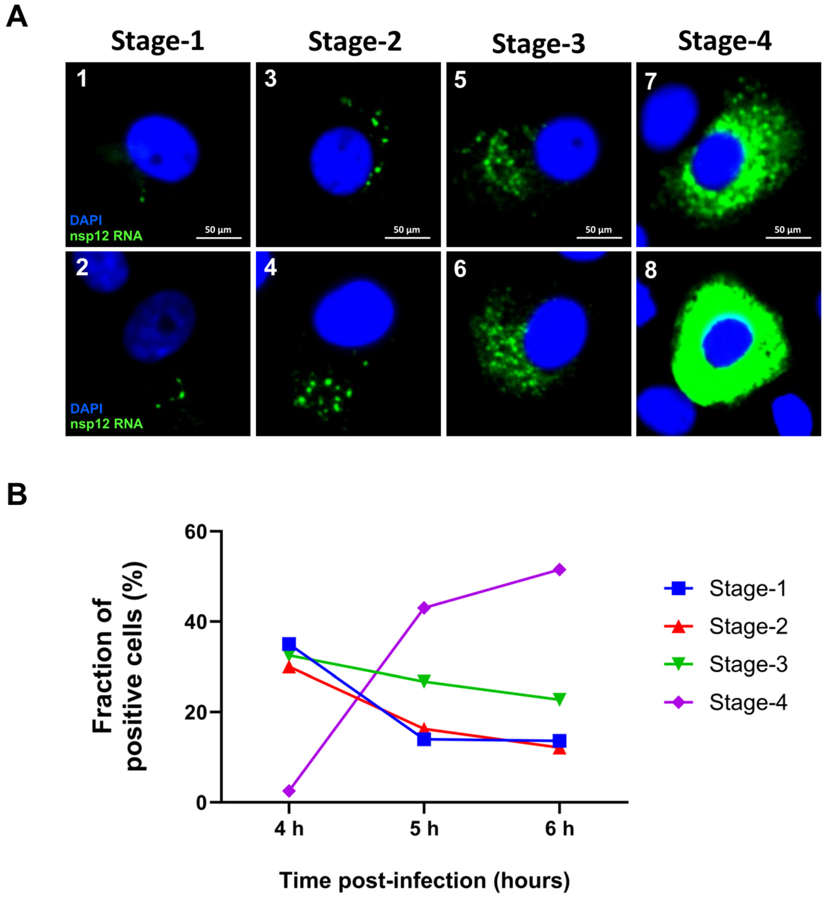 Viruses 16 00262 g007