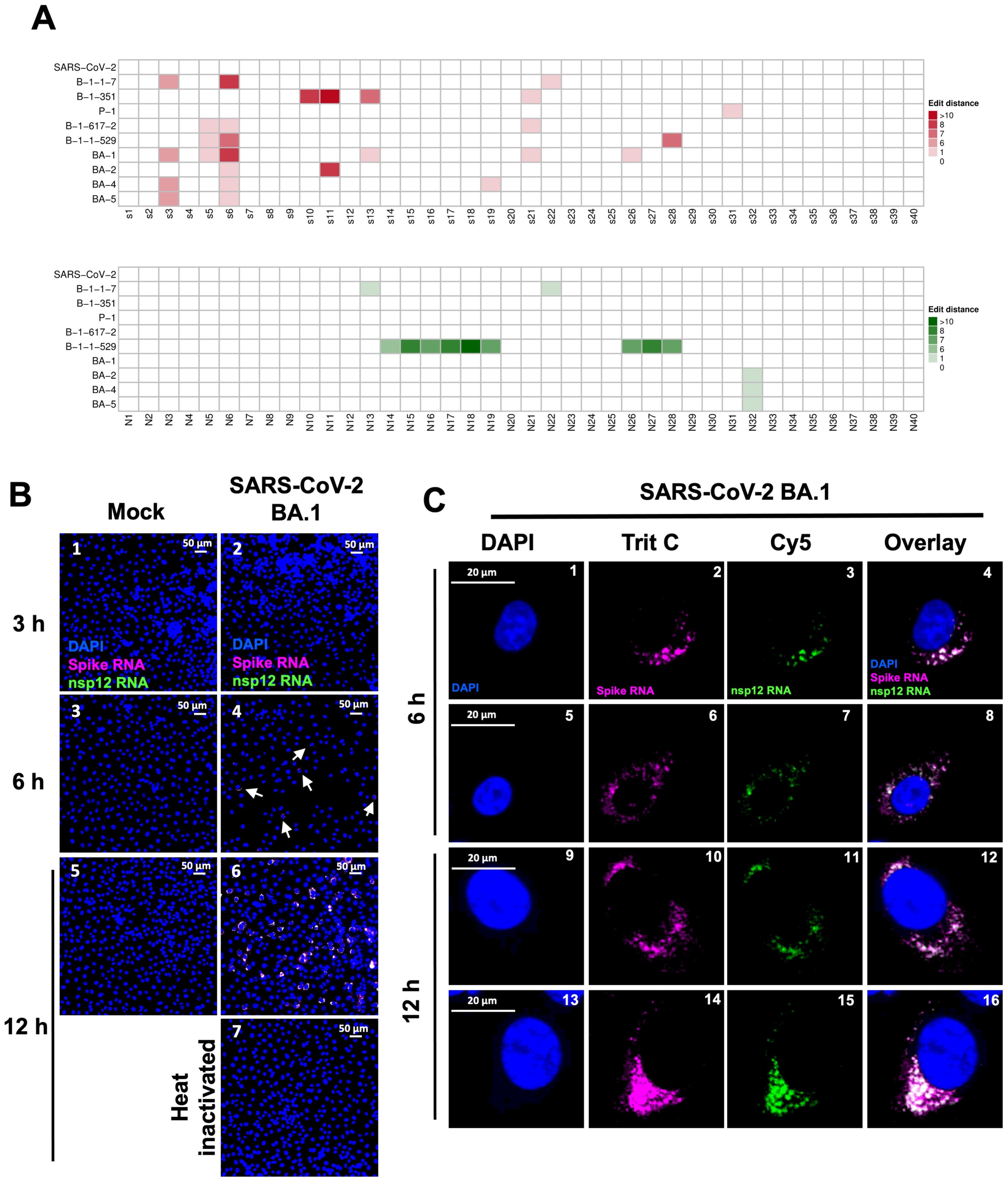 Viruses 16 00262 g008