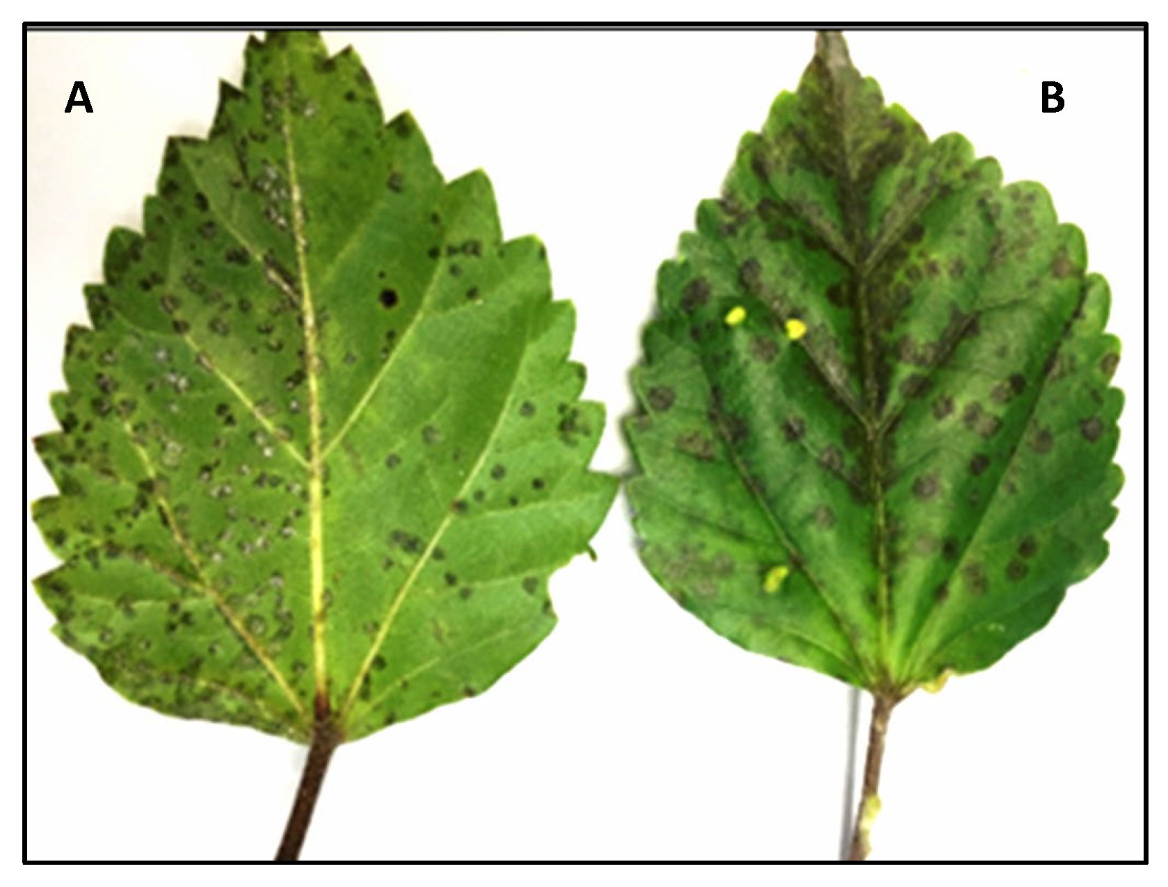 Viruses 16 00267 g002