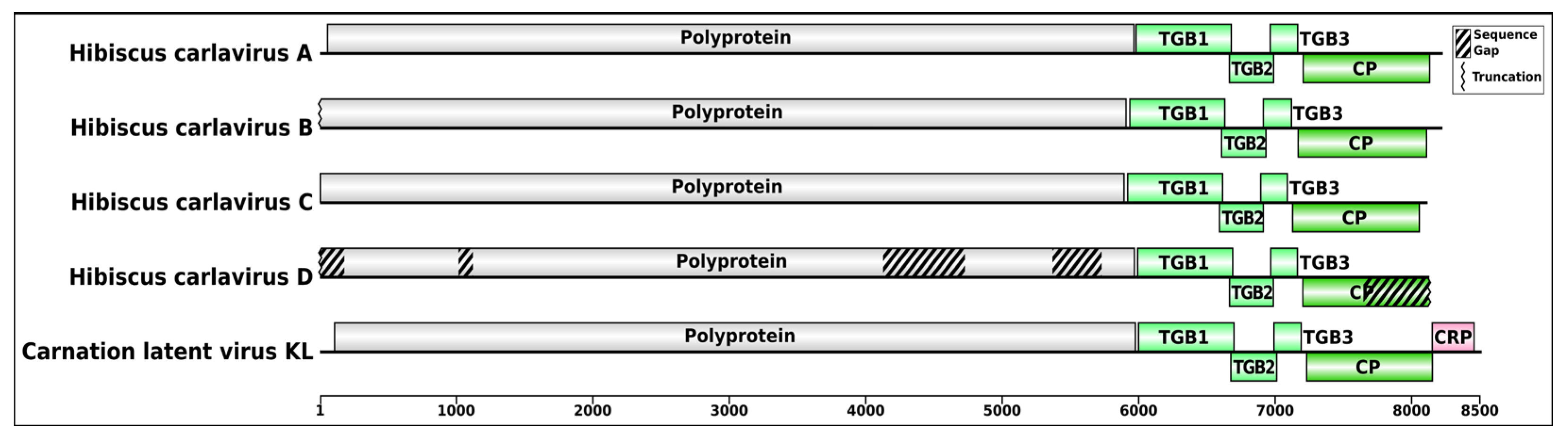 Viruses 16 00267 g004
