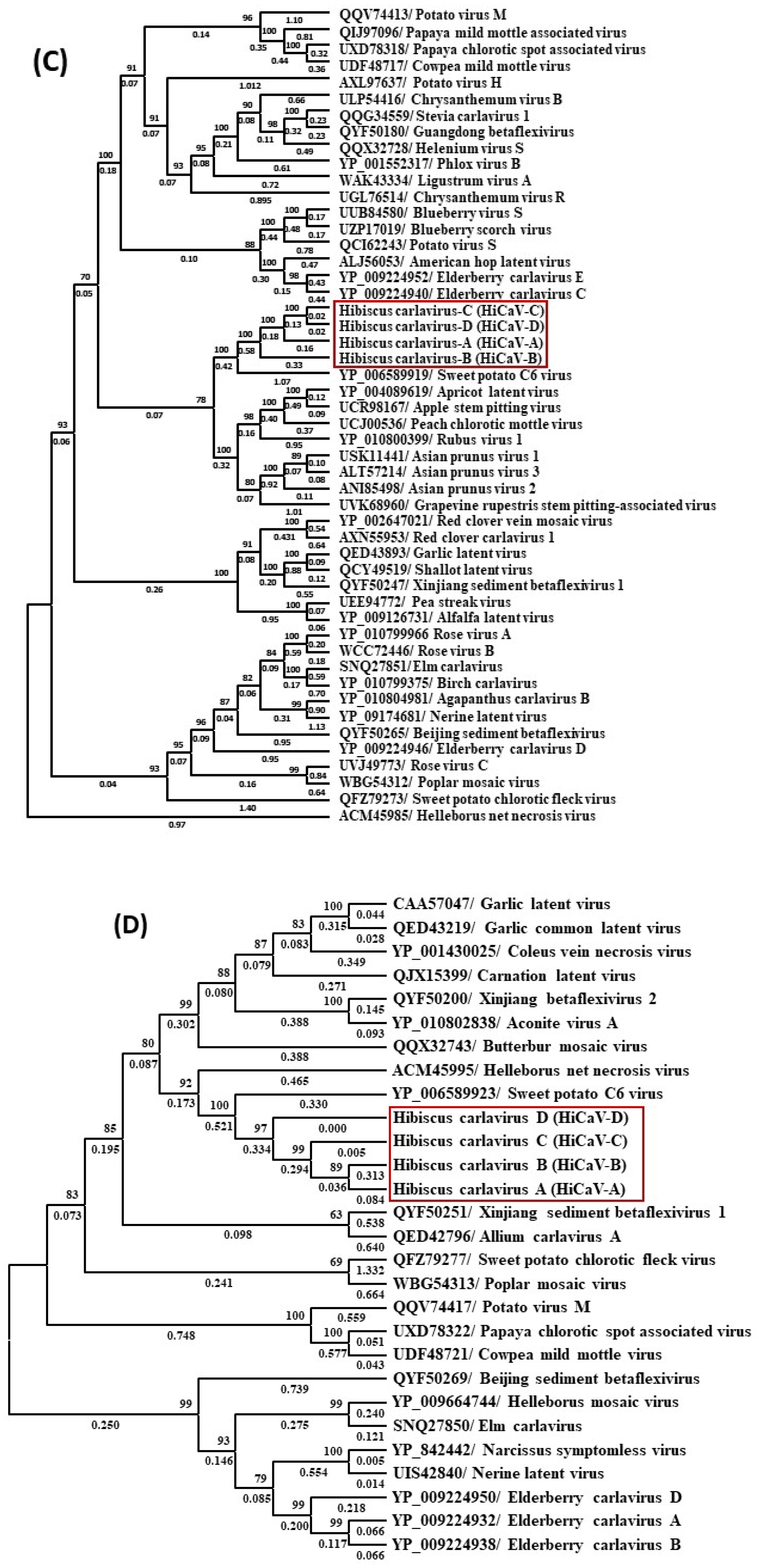 Viruses 16 00267 g005b