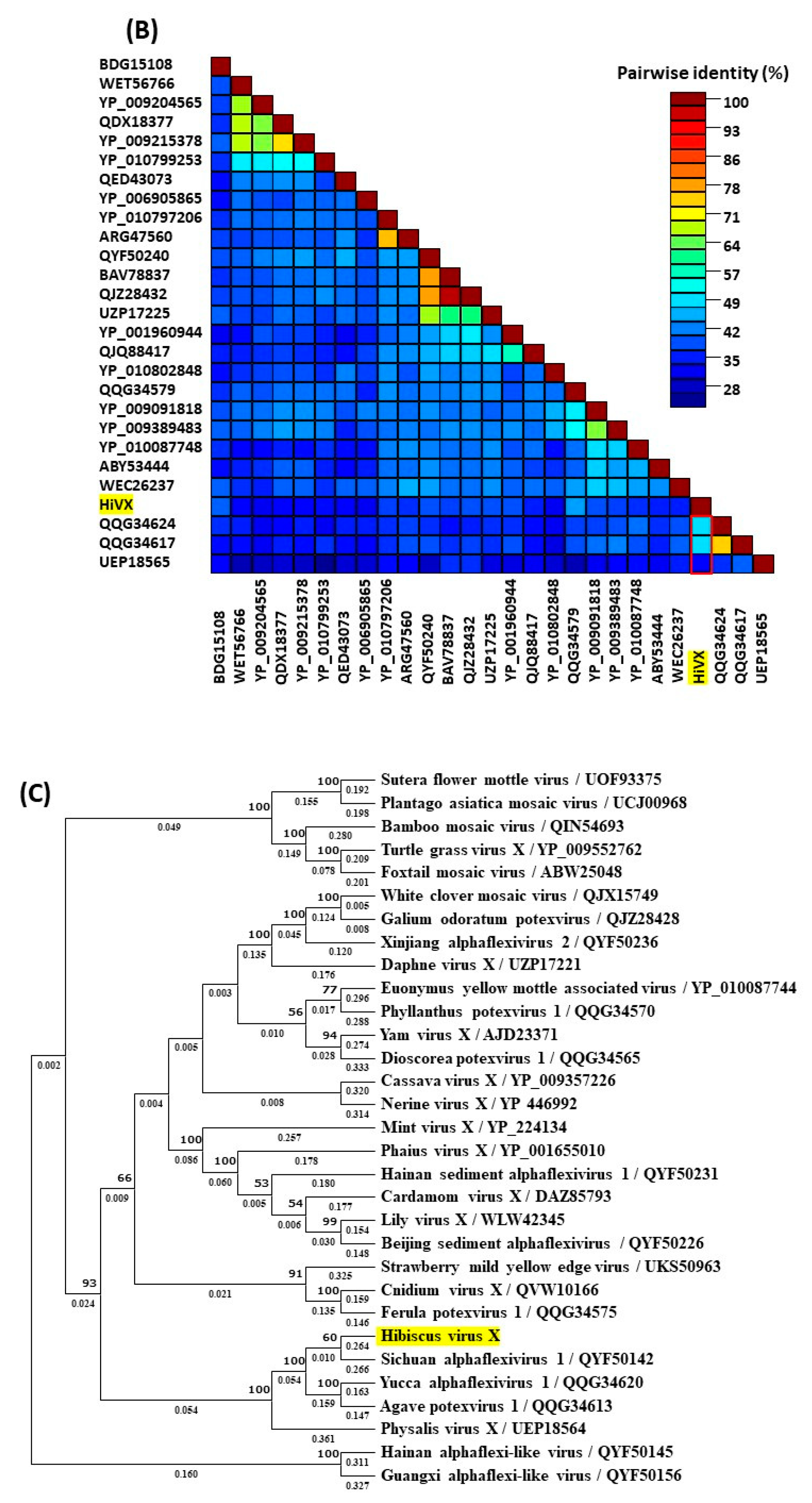 Viruses 16 00267 g007b
