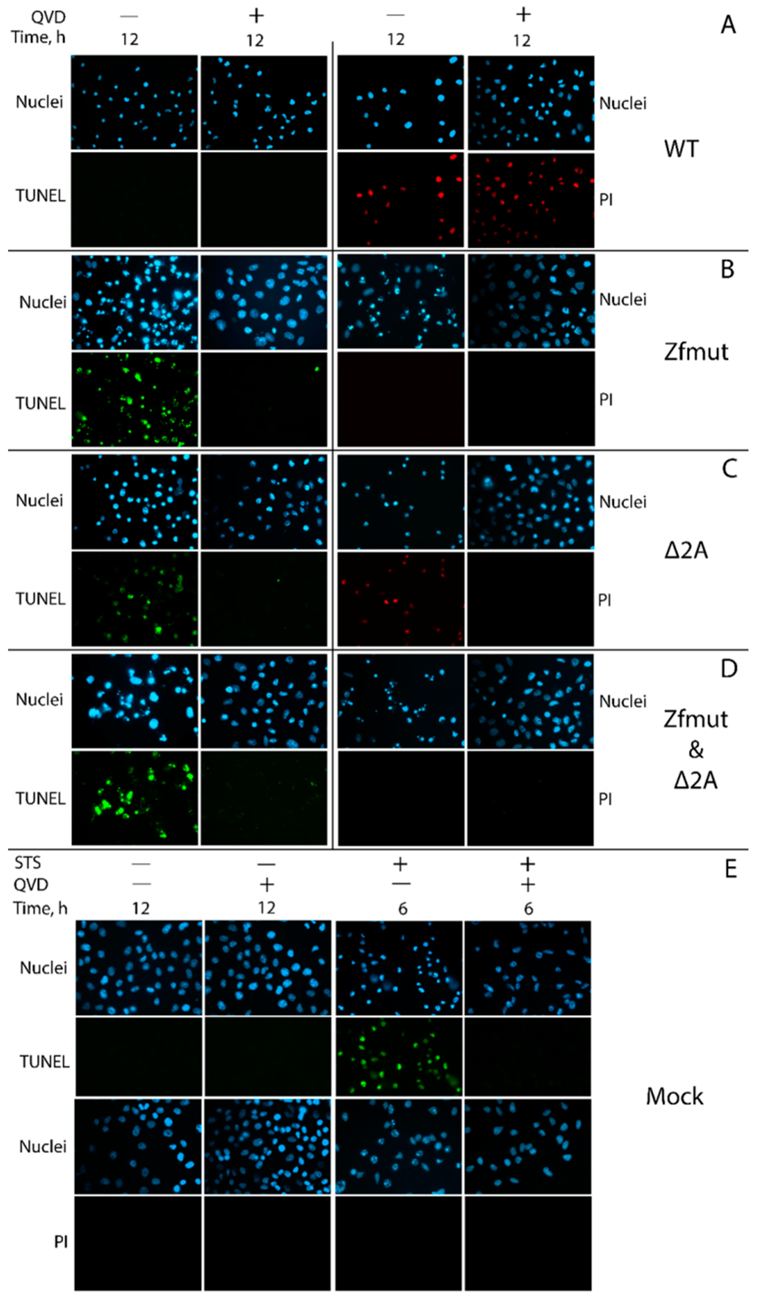 Viruses 16 00280 g005