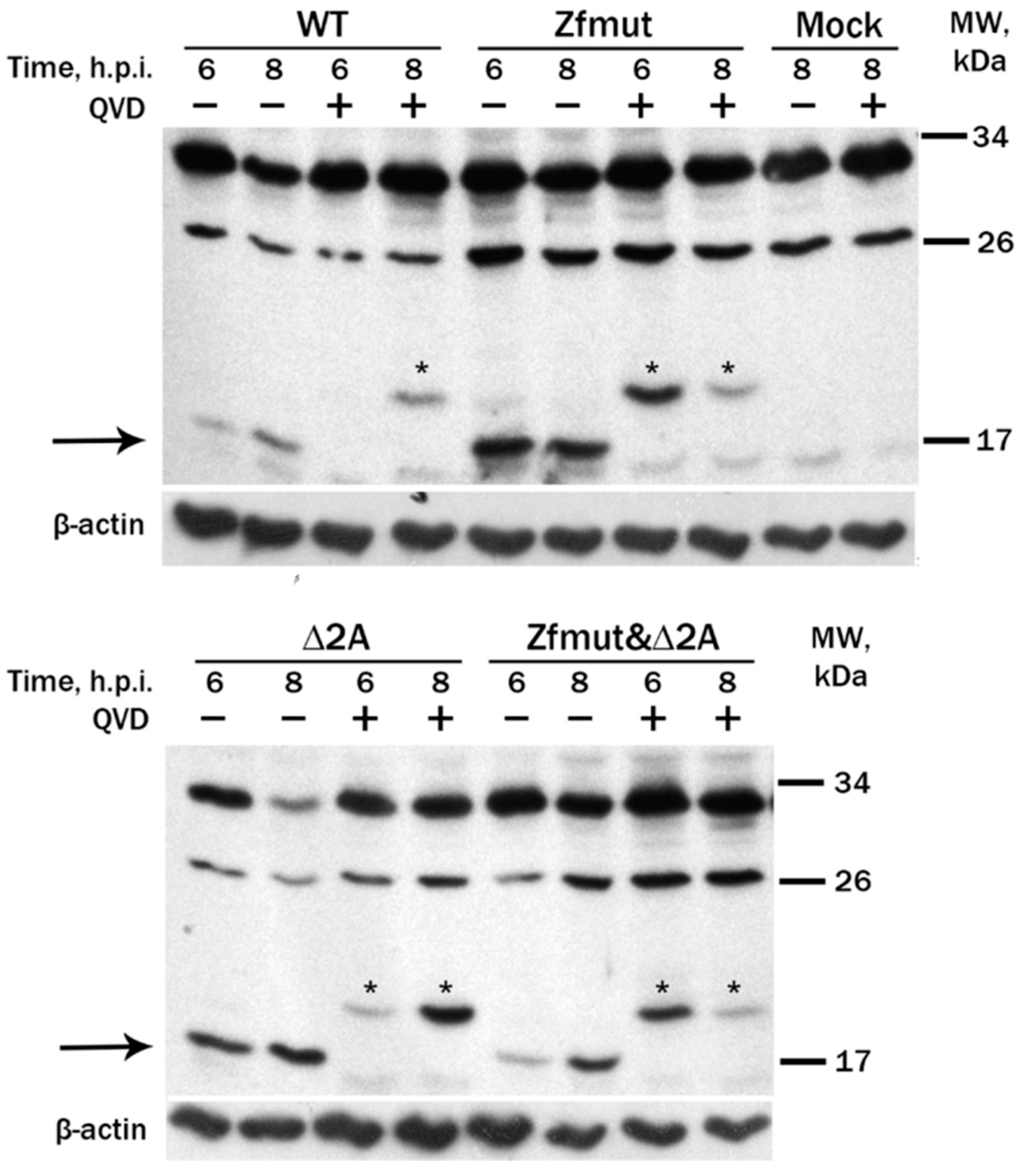 Viruses 16 00280 g006