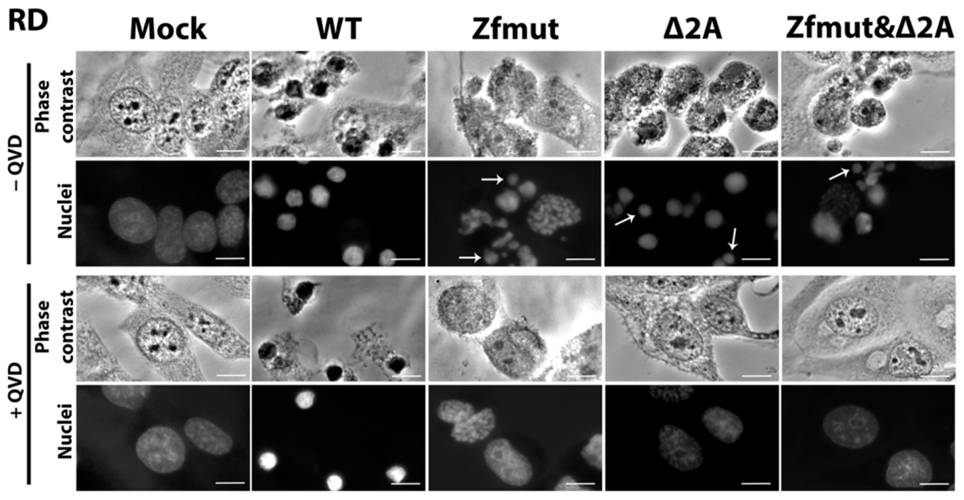 Viruses 16 00280 g007