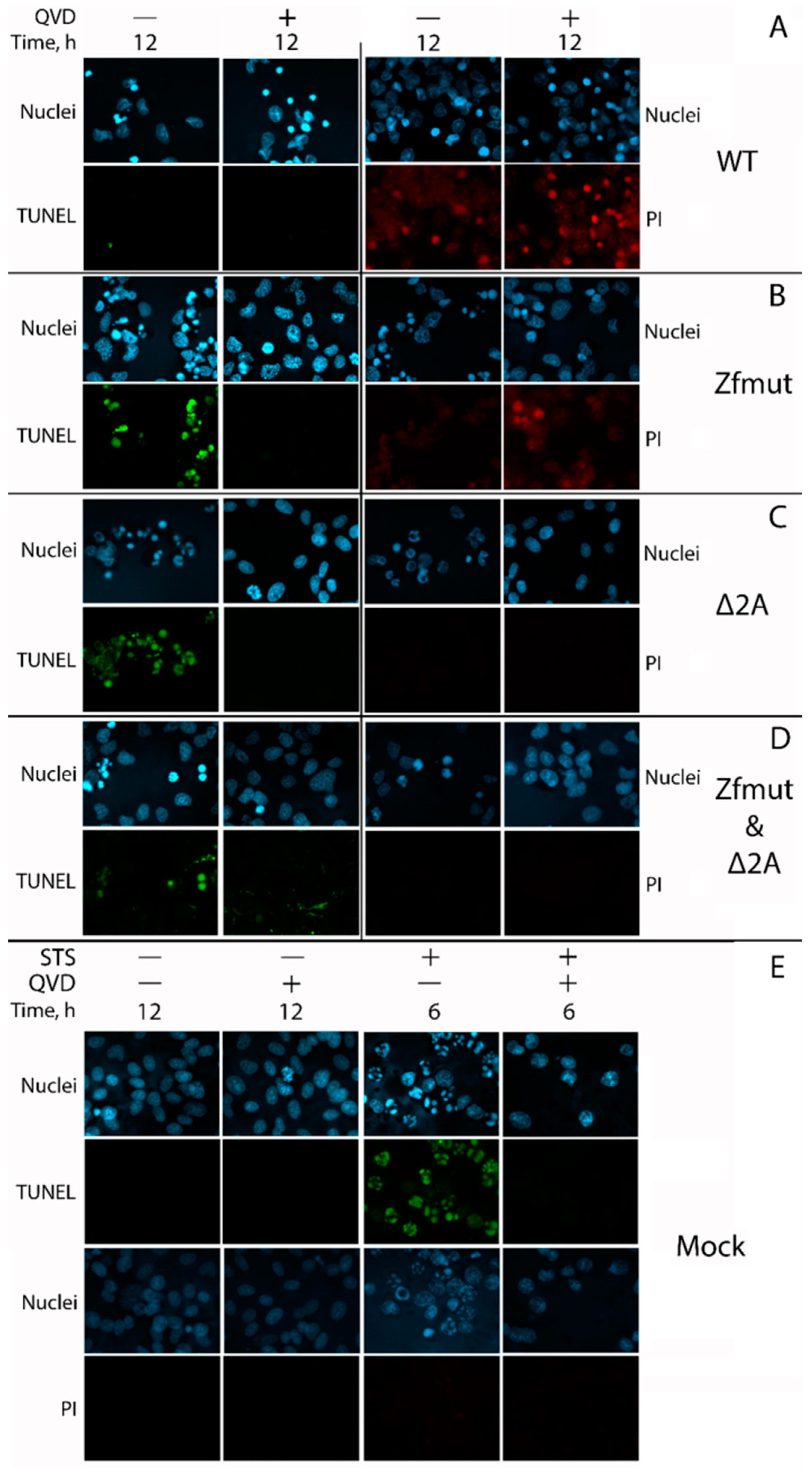 Viruses 16 00280 g008