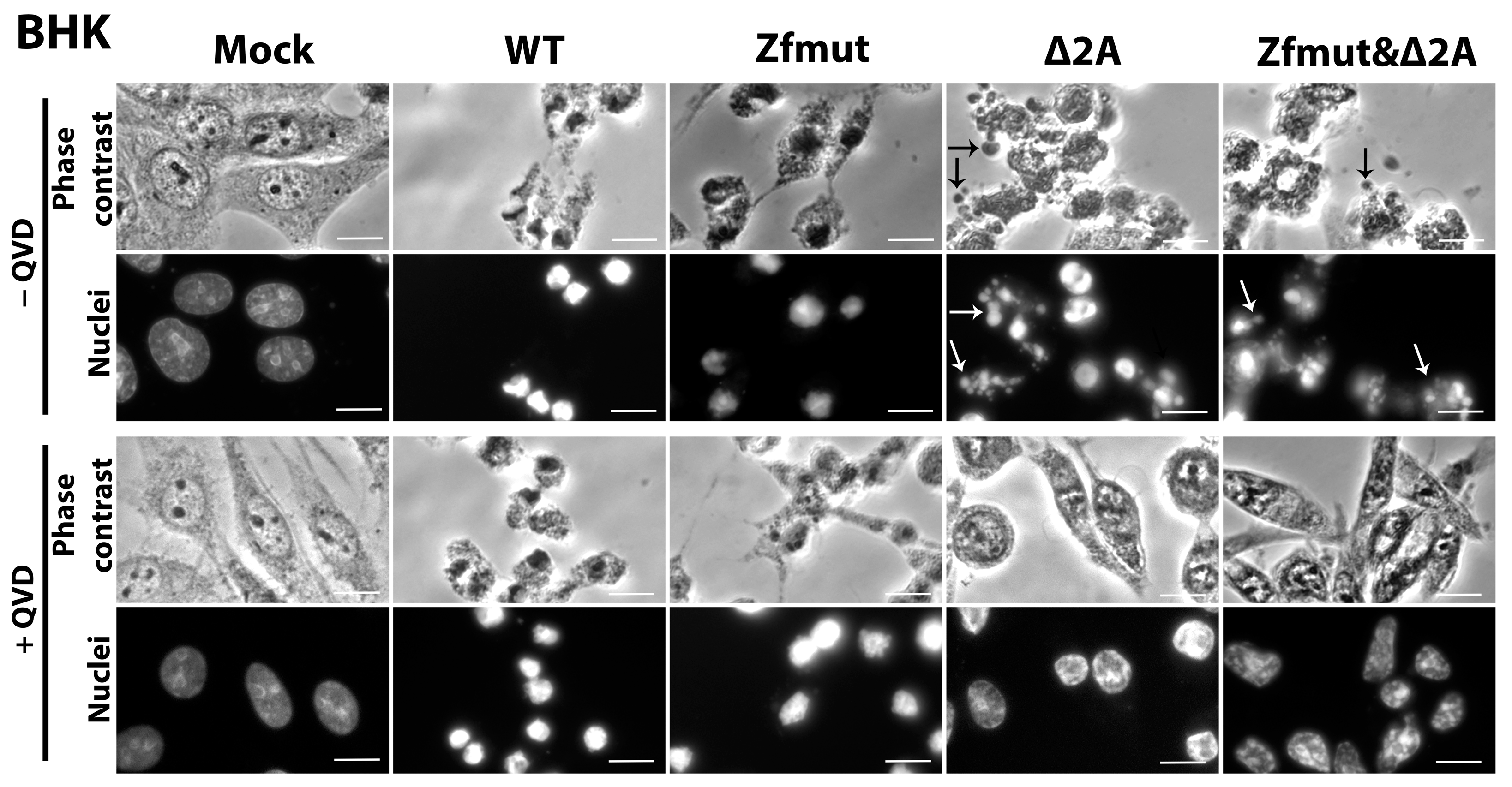 Viruses 16 00280 g009