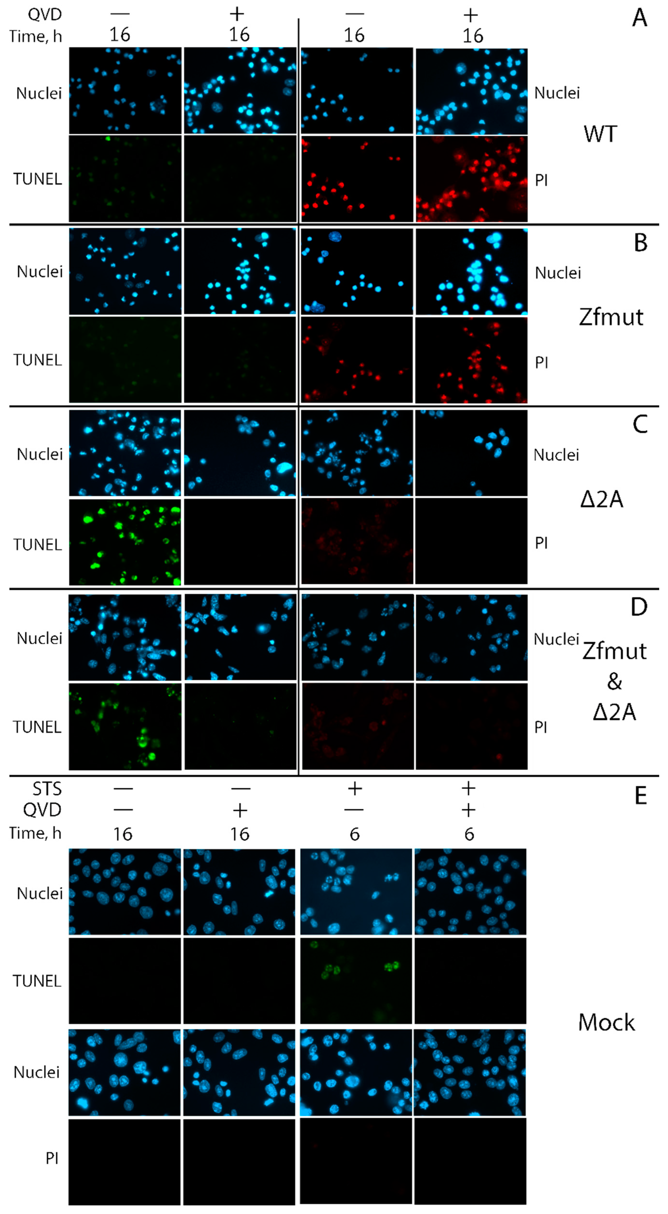 Viruses 16 00280 g010