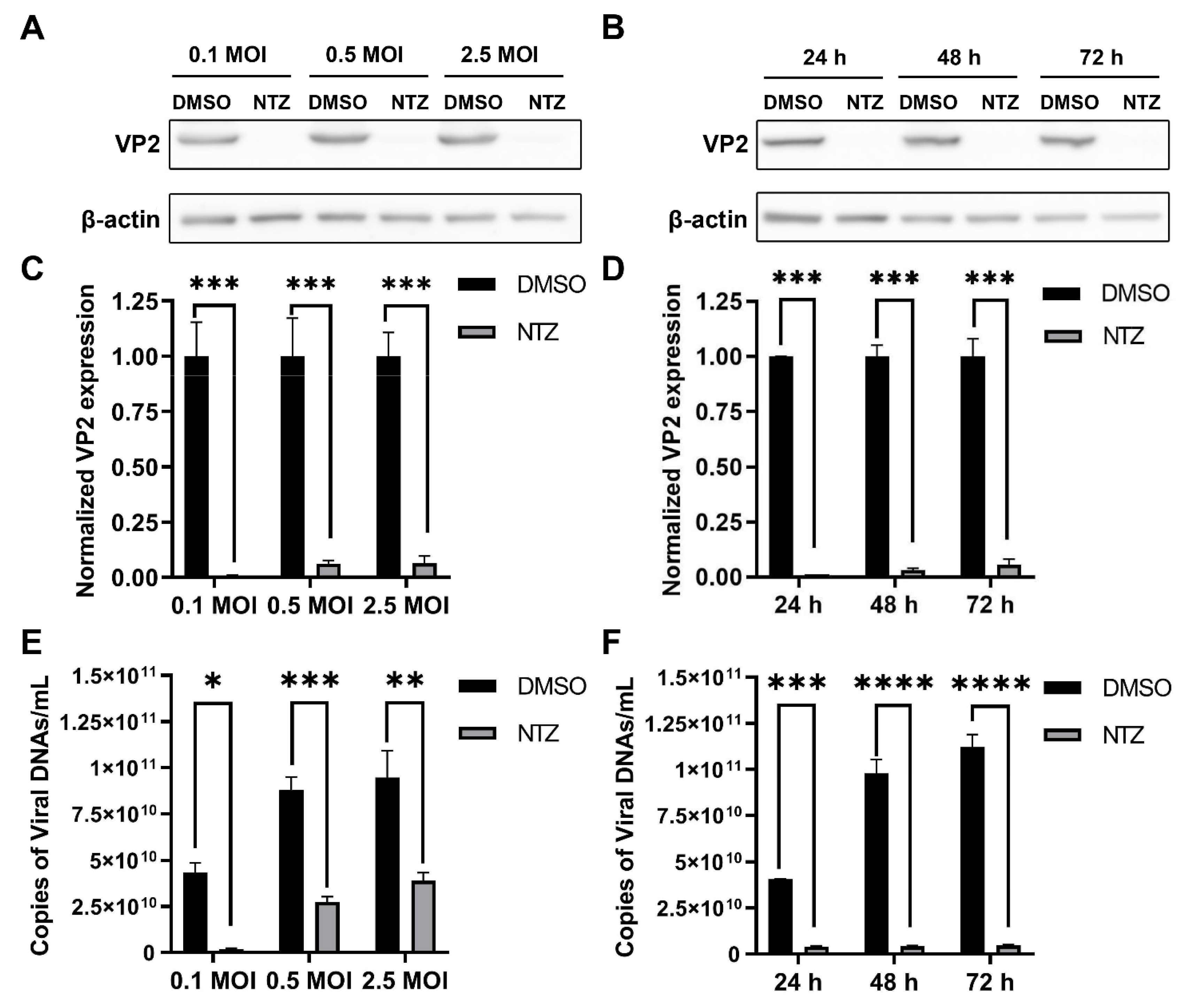 Viruses 16 00282 g001
