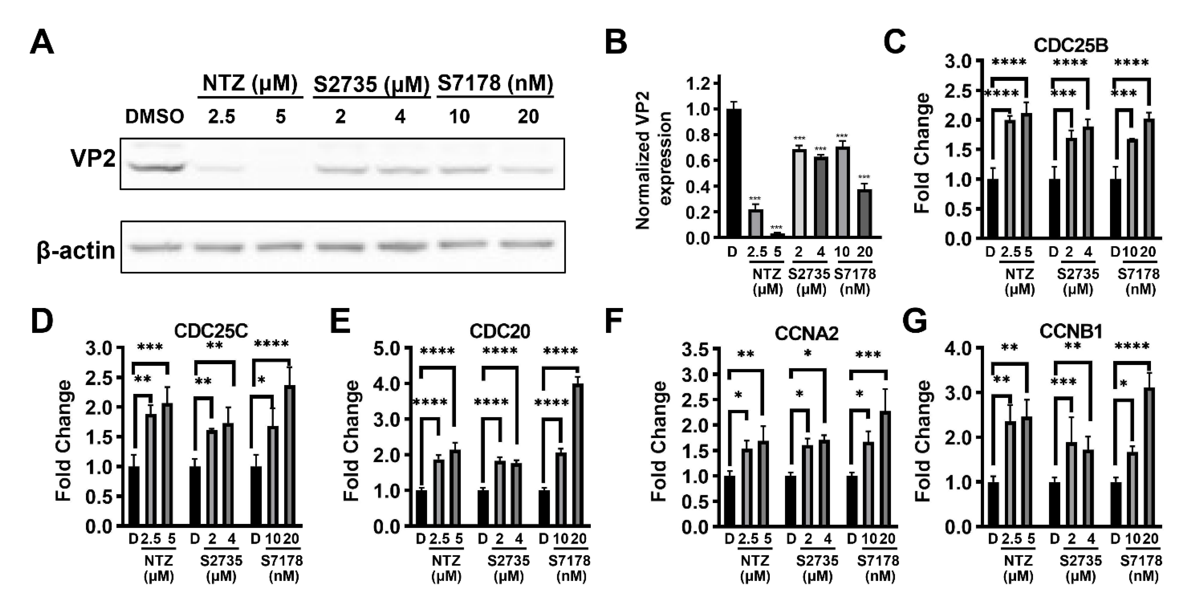 Viruses 16 00282 g006