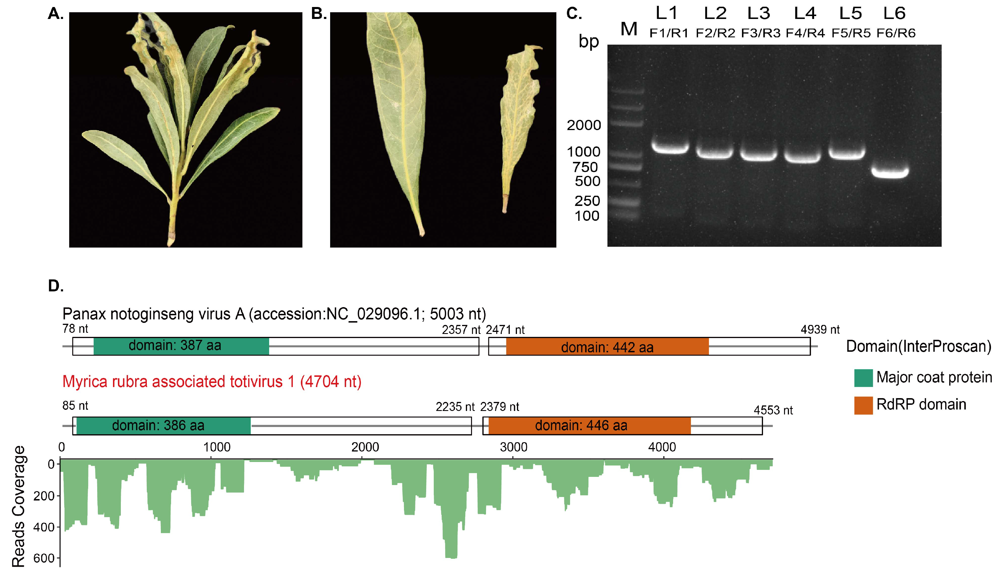Viruses 16 00283 g001