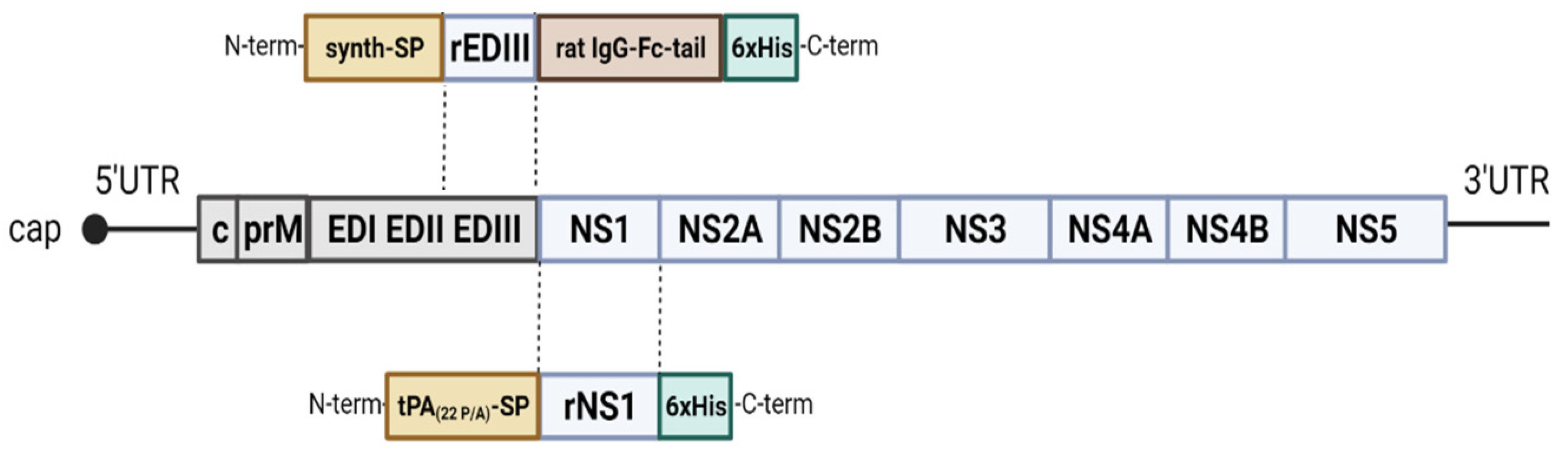 Viruses 16 00286 g001