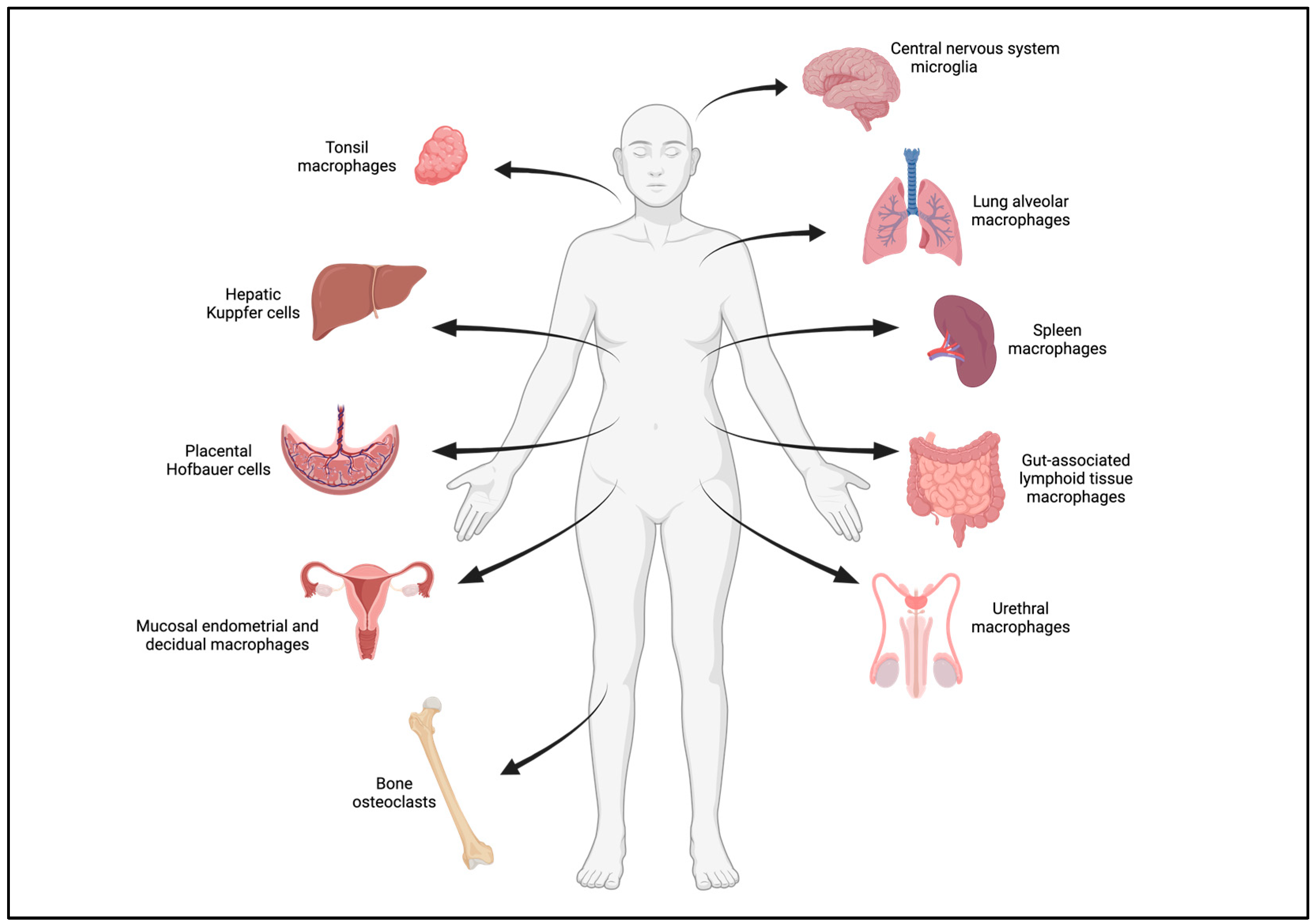 Viruses 16 00288 g001 Viruses 16 00288 g001
