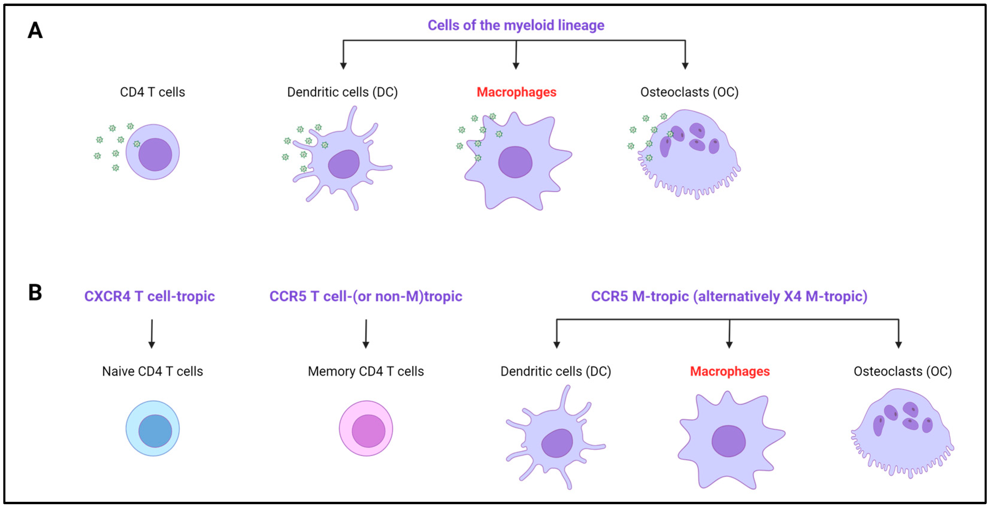 Viruses 16 00288 g002 Viruses 16 00288 g002