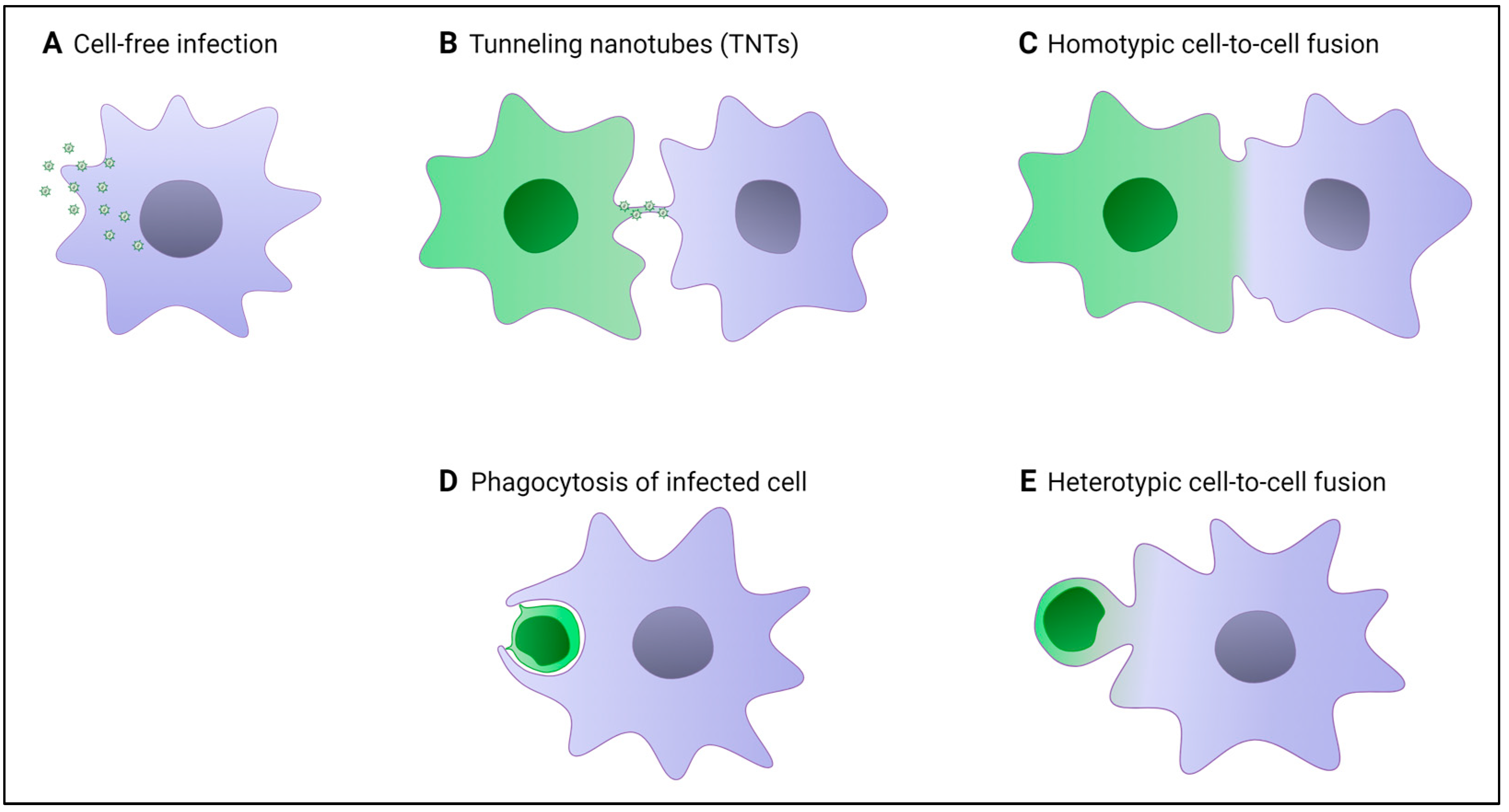 Viruses 16 00288 g003 Viruses 16 00288 g003