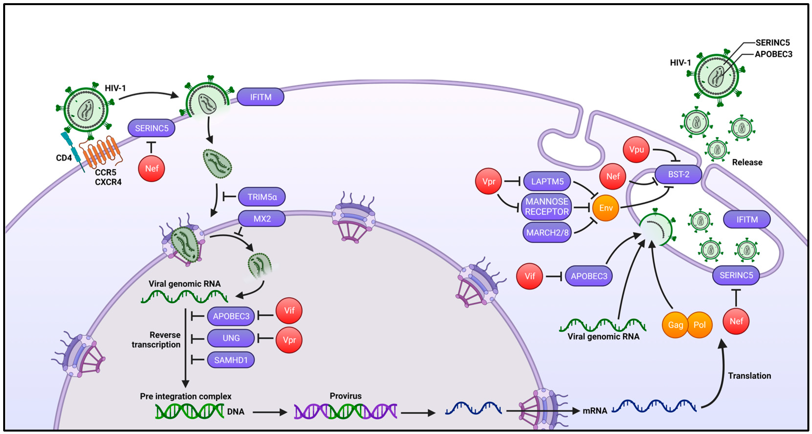 Viruses 16 00288 g004 Viruses 16 00288 g004