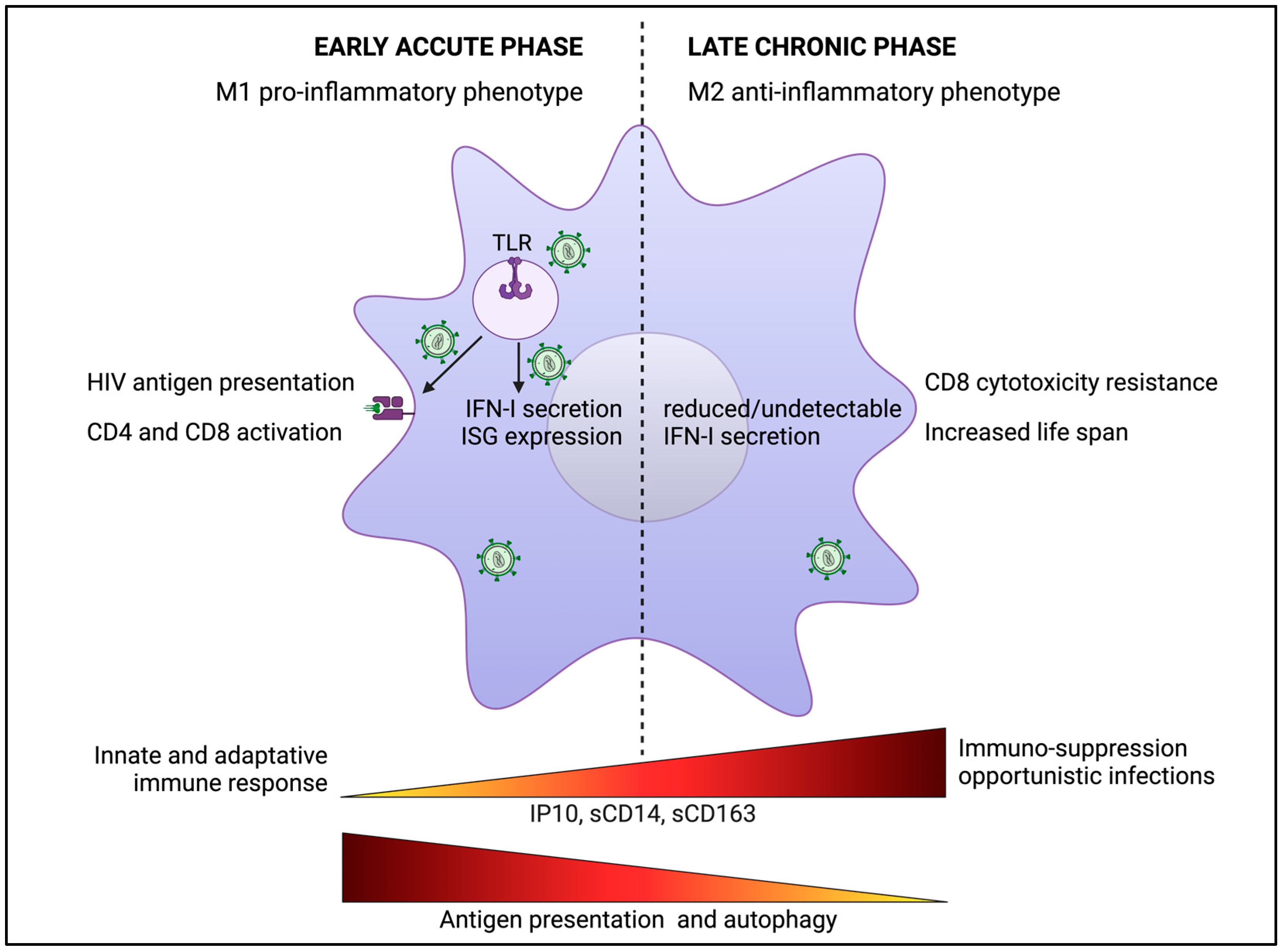 Viruses 16 00288 g005 Viruses 16 00288 g005