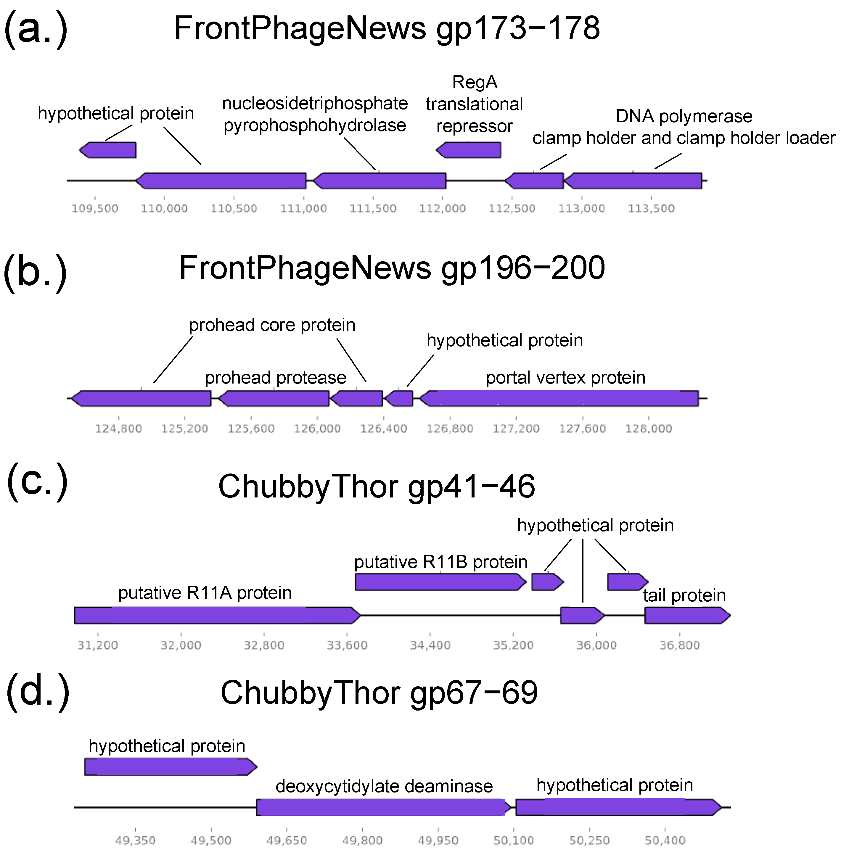 Viruses 16 00289 g004