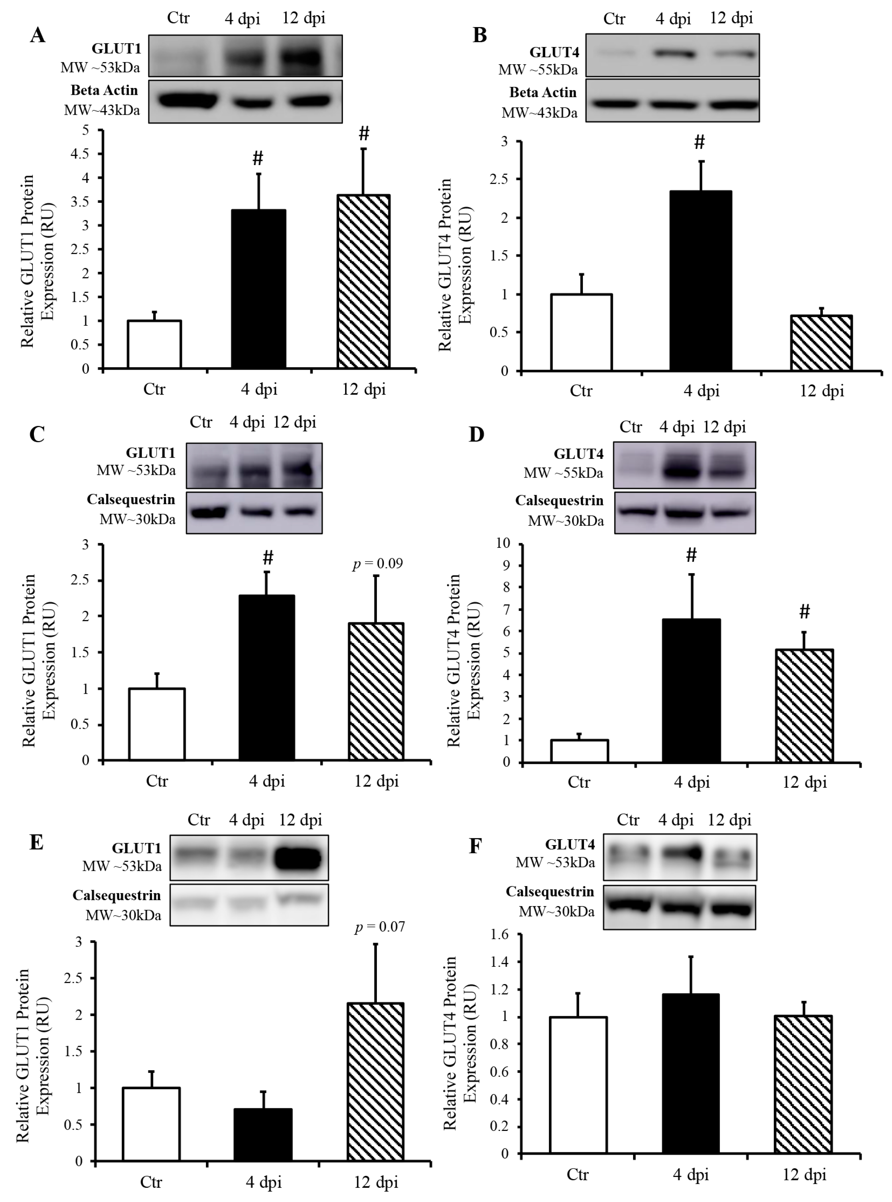 Viruses 16 00295 g005