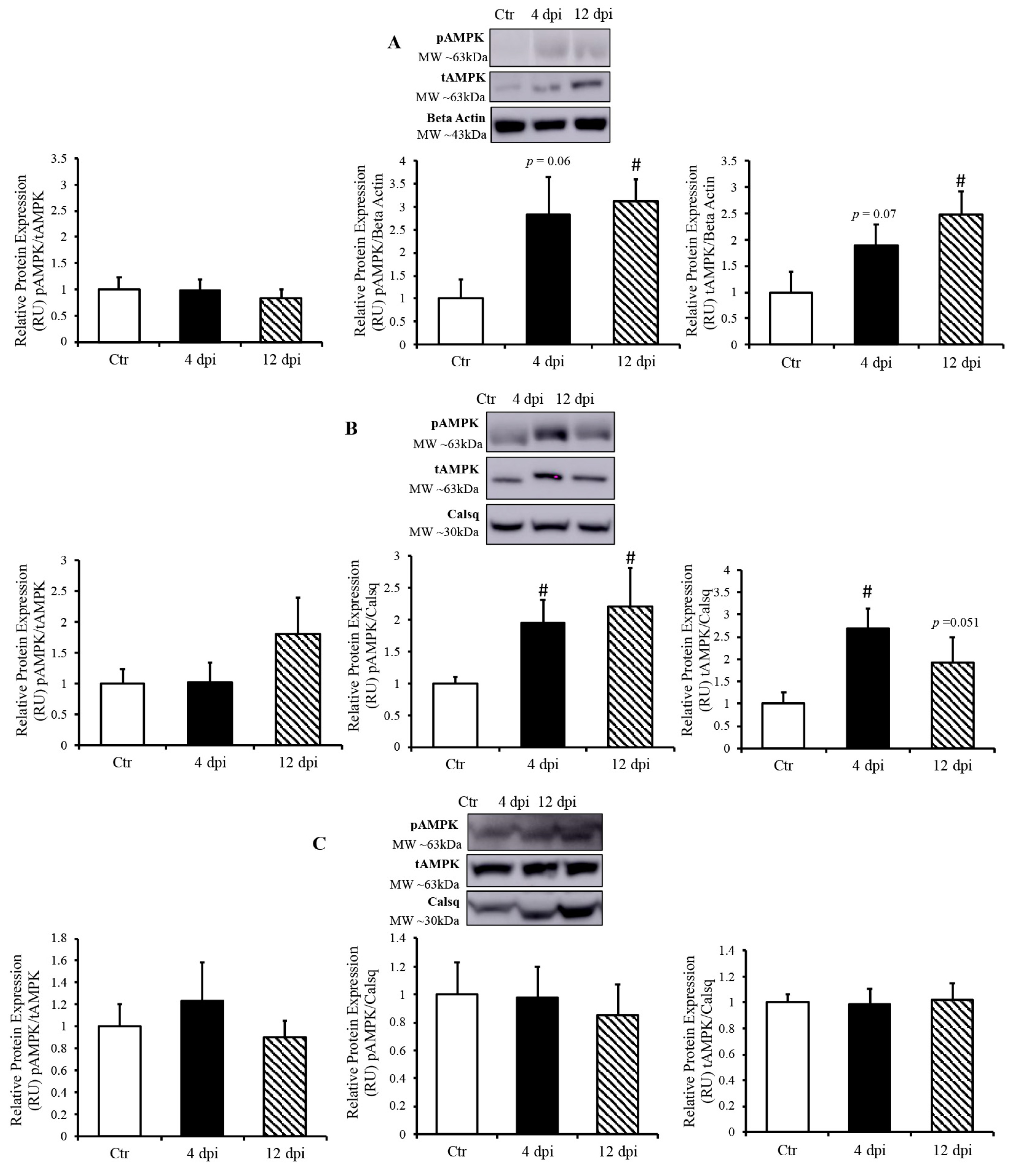 Viruses 16 00295 g006