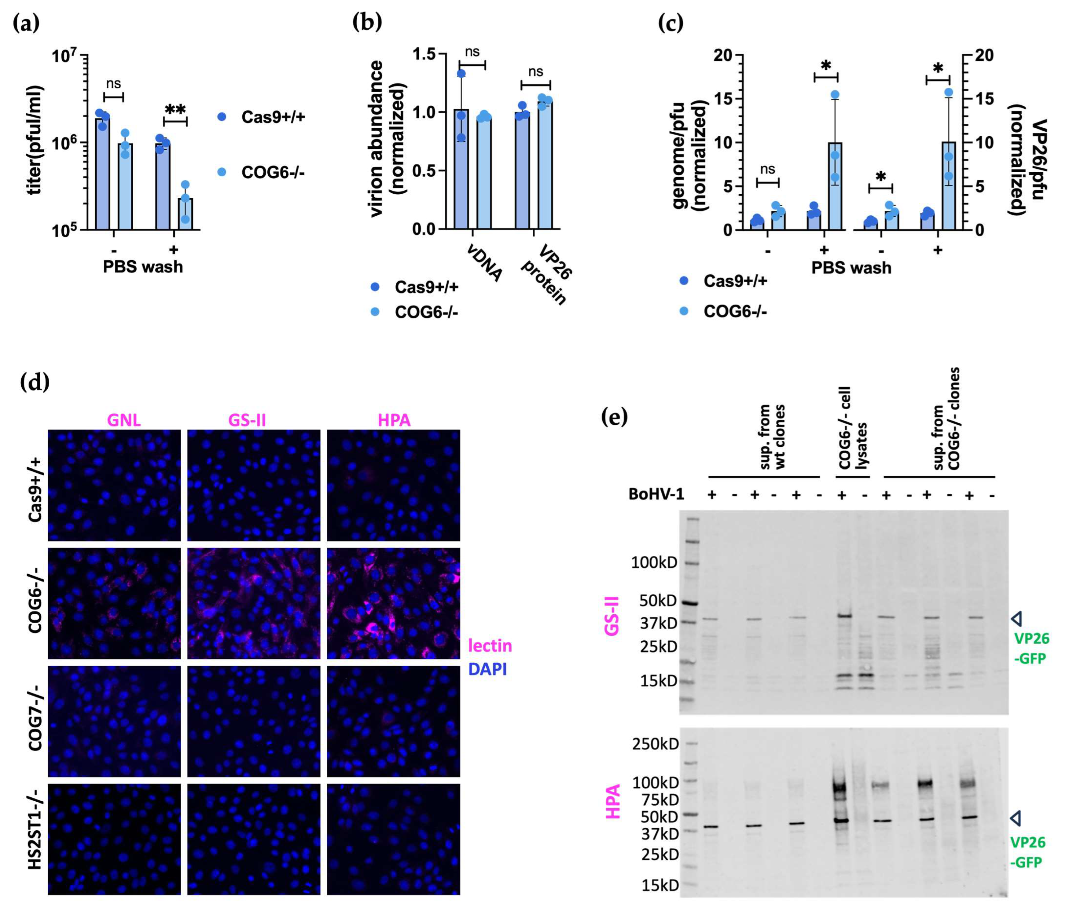 Viruses 16 00297 g005 Viruses 16 00297 g005