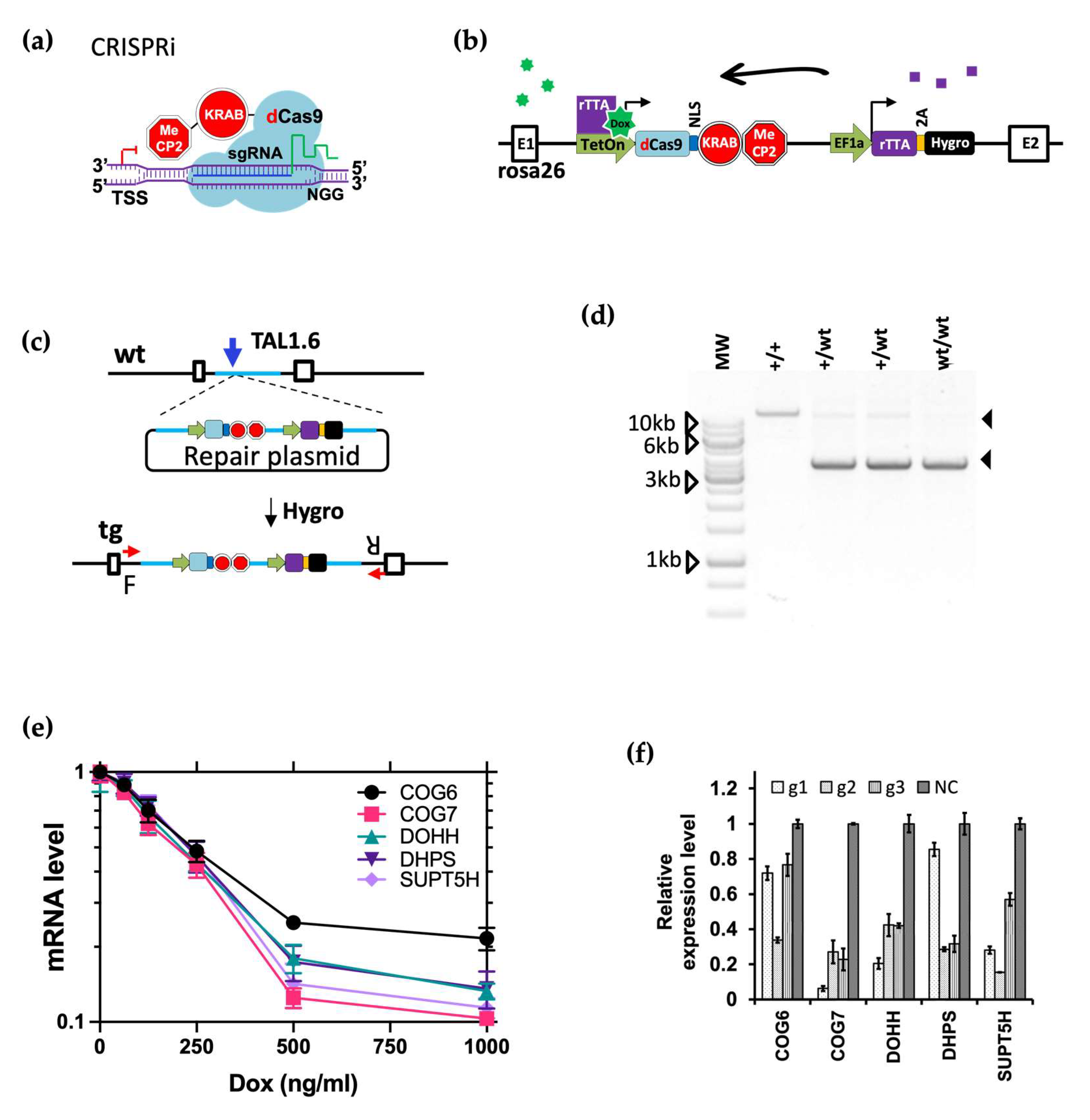 Viruses 16 00297 g006 Viruses 16 00297 g006