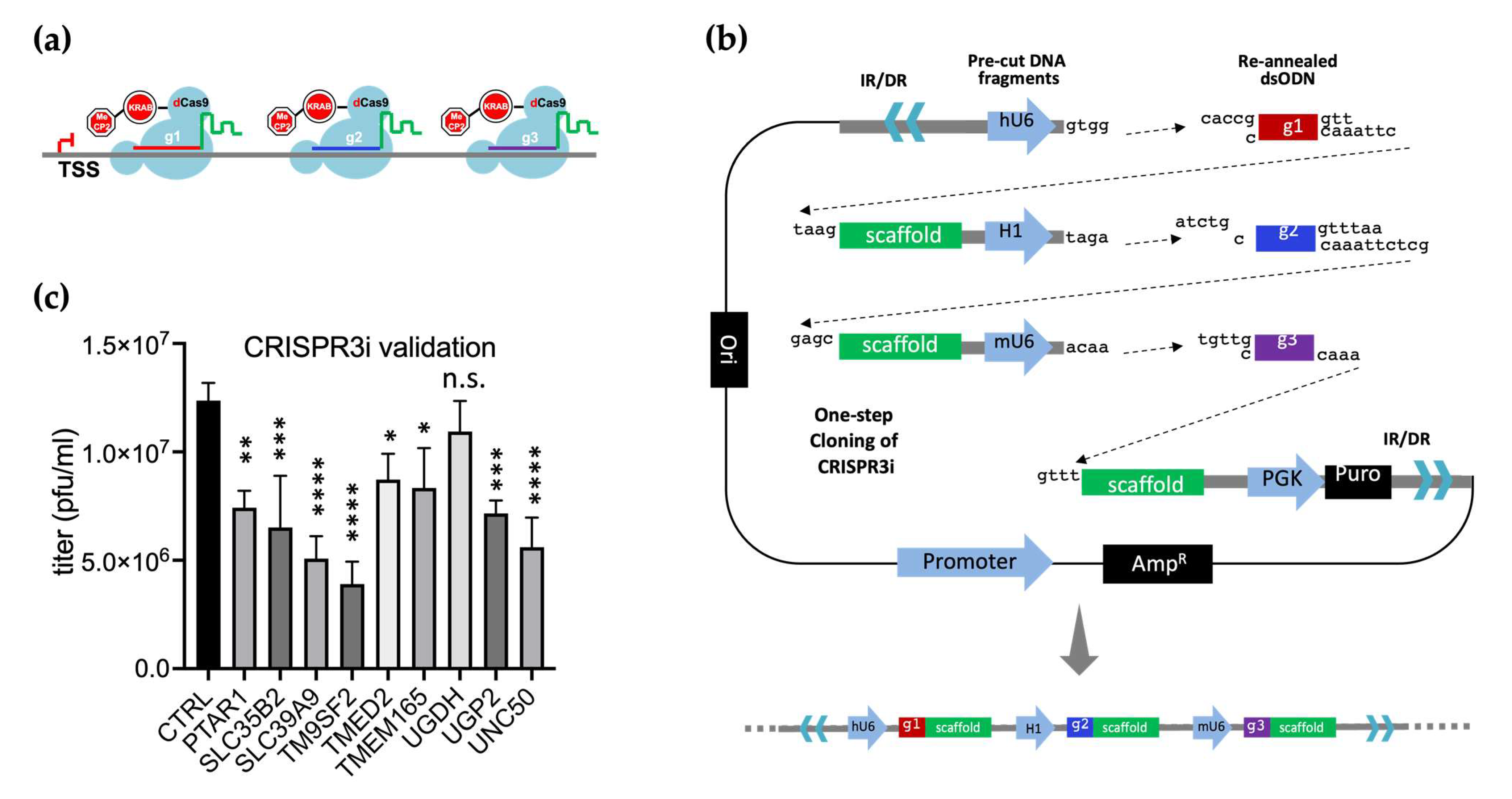 Viruses 16 00297 g007 Viruses 16 00297 g007