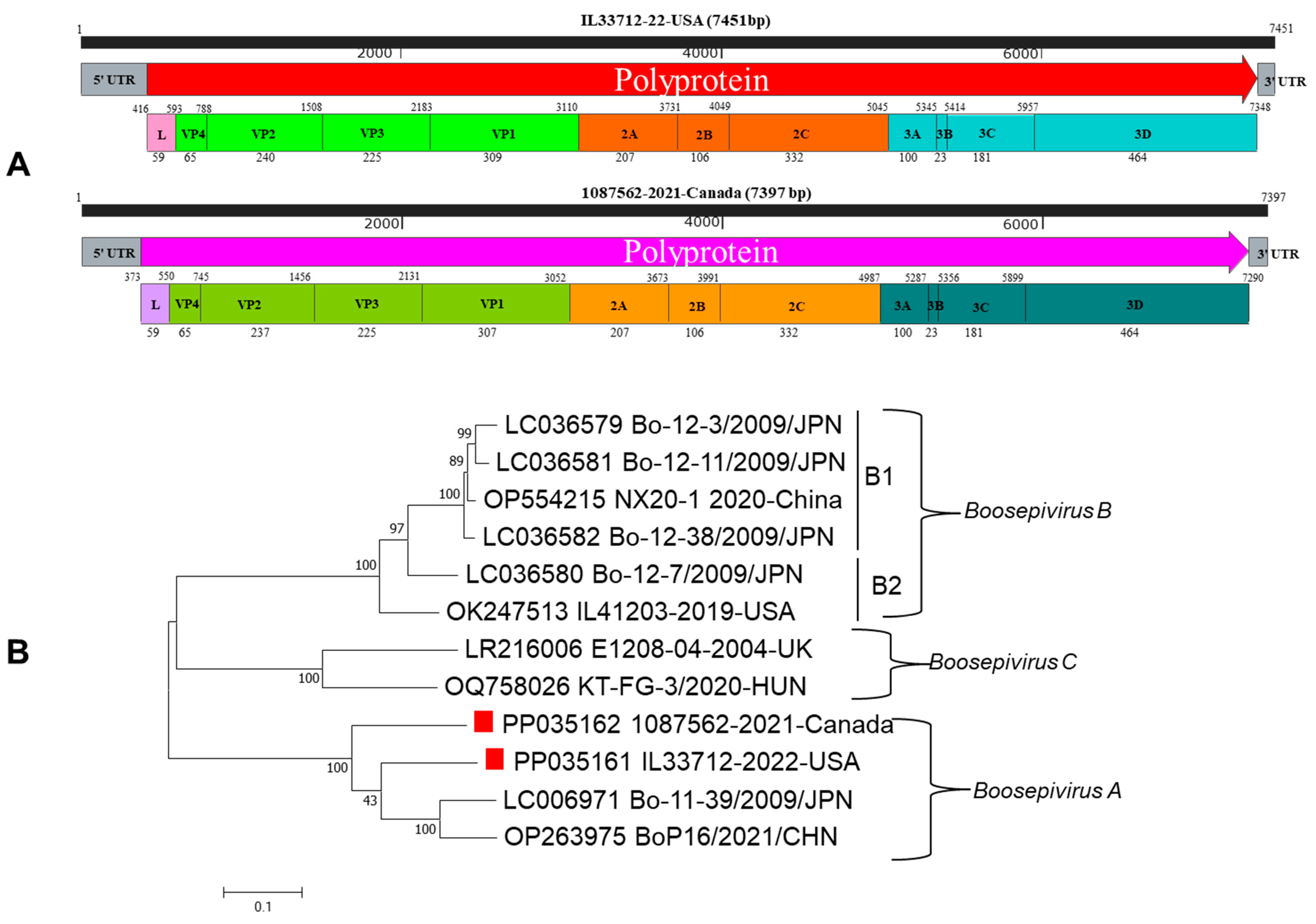 Viruses 16 00307 g001