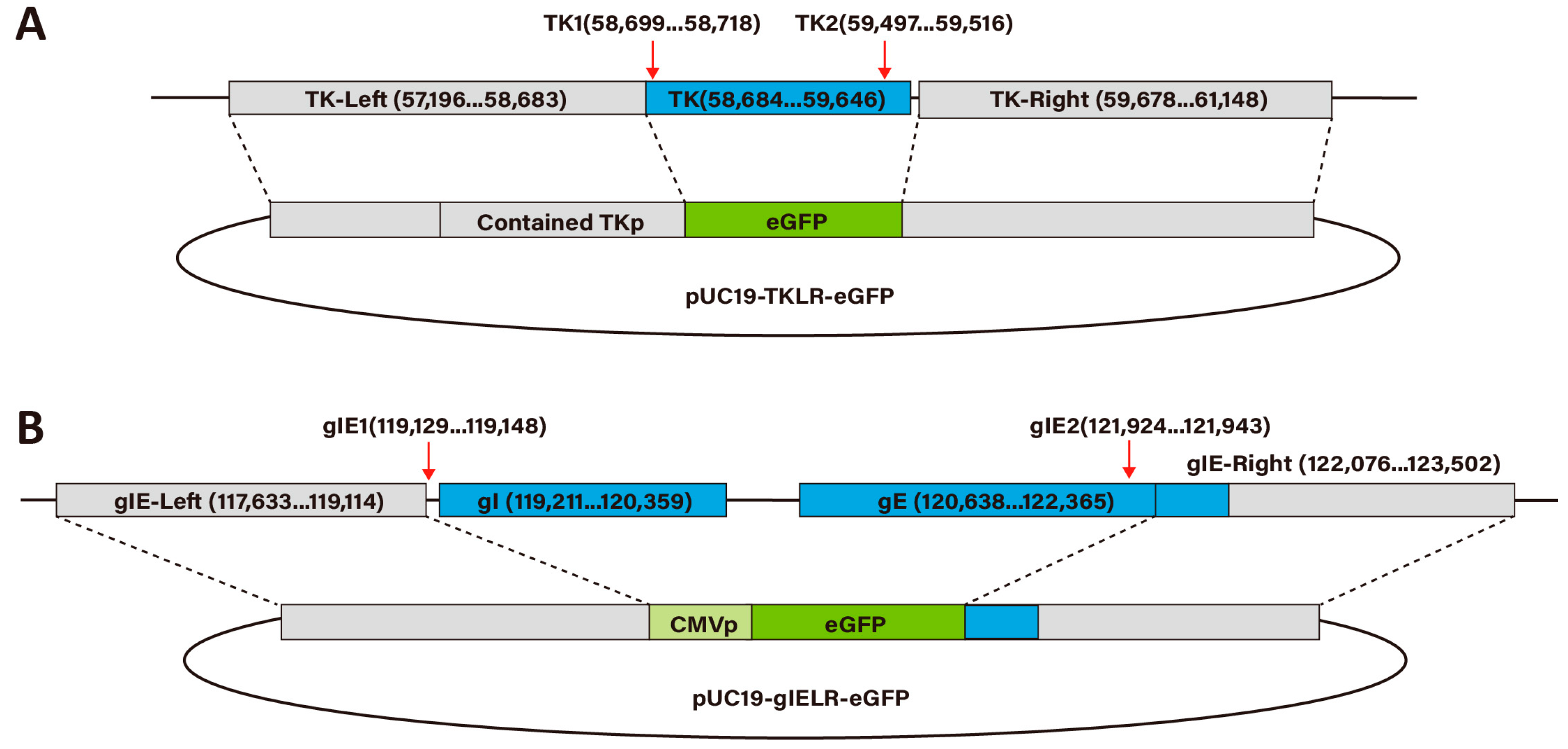Viruses 16 00311 g001