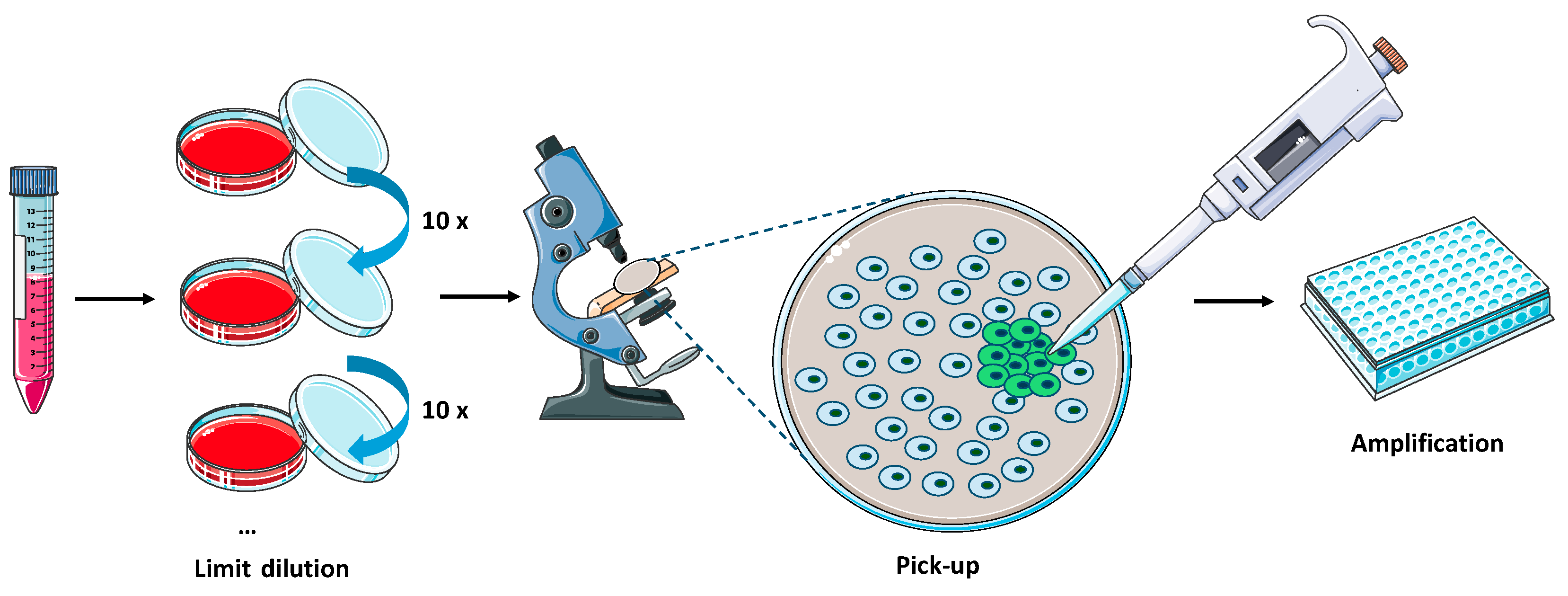 Viruses 16 00311 g002
