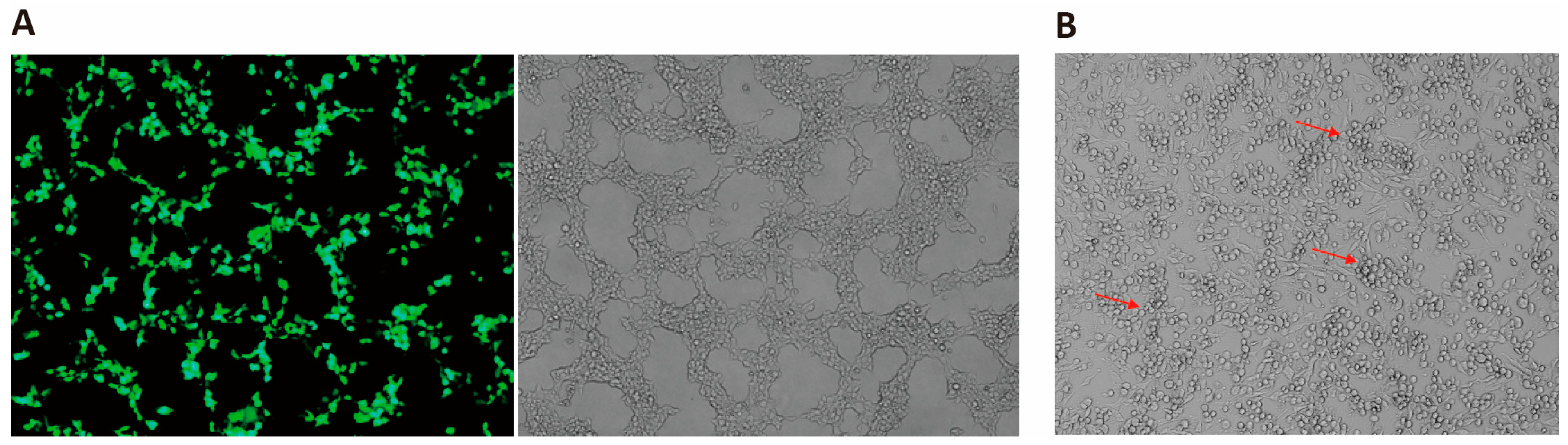 Viruses 16 00311 g003