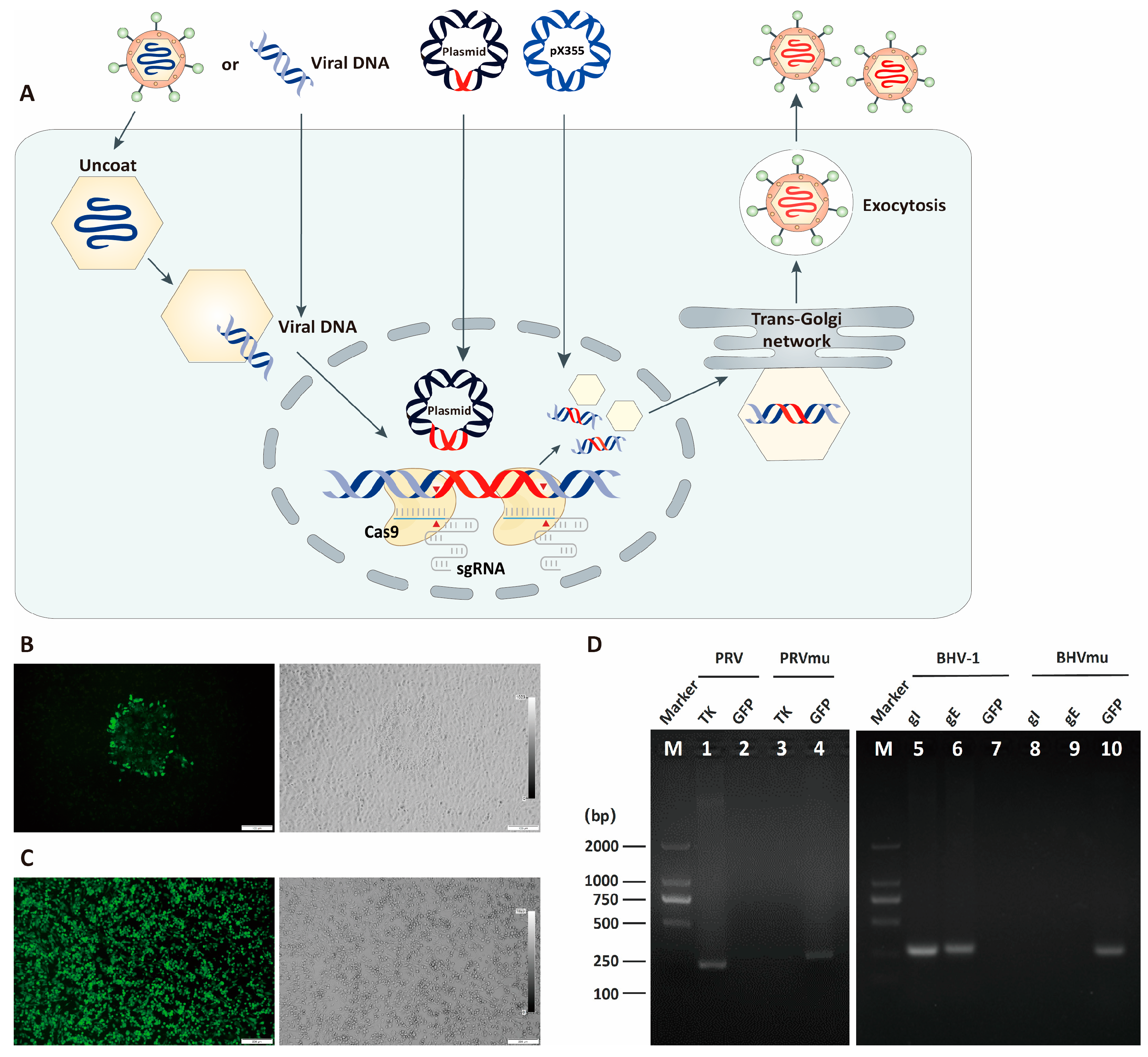 Viruses 16 00311 g004