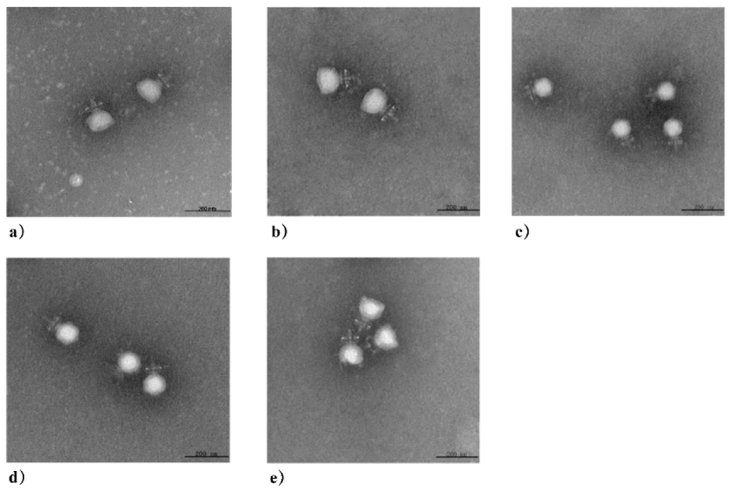 Viruses 16 00319 g002 Viruses 16 00319 g002