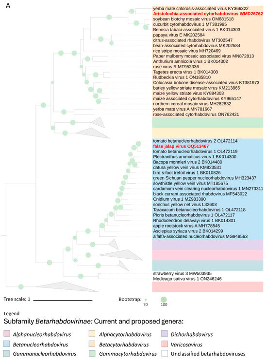 Viruses 16 00322 g004a Viruses 16 00322 g004a