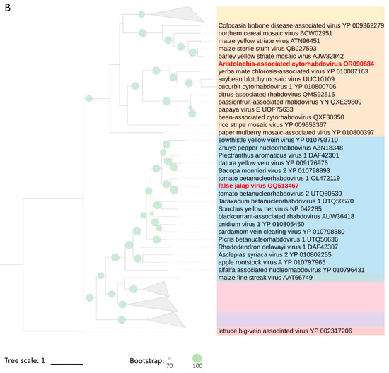 Viruses 16 00322 g004b