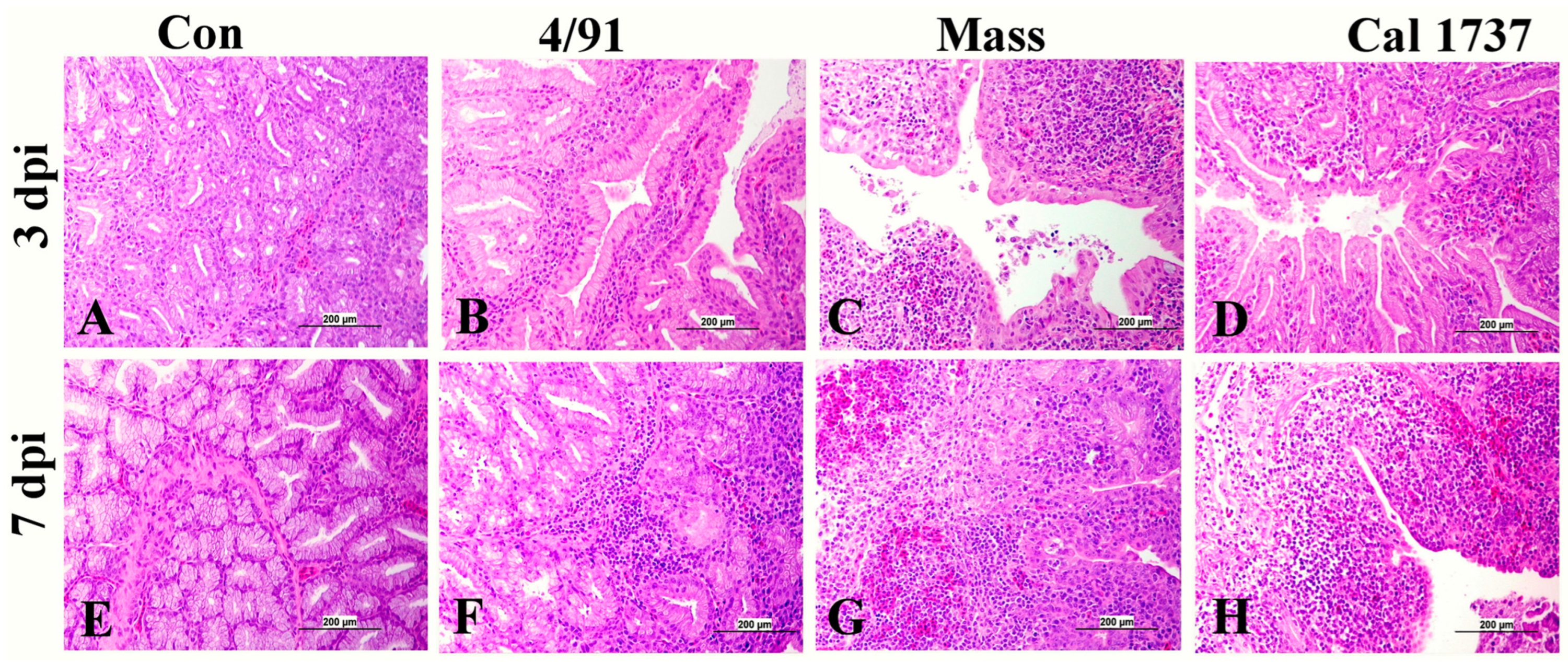 Viruses 16 00326 g003
