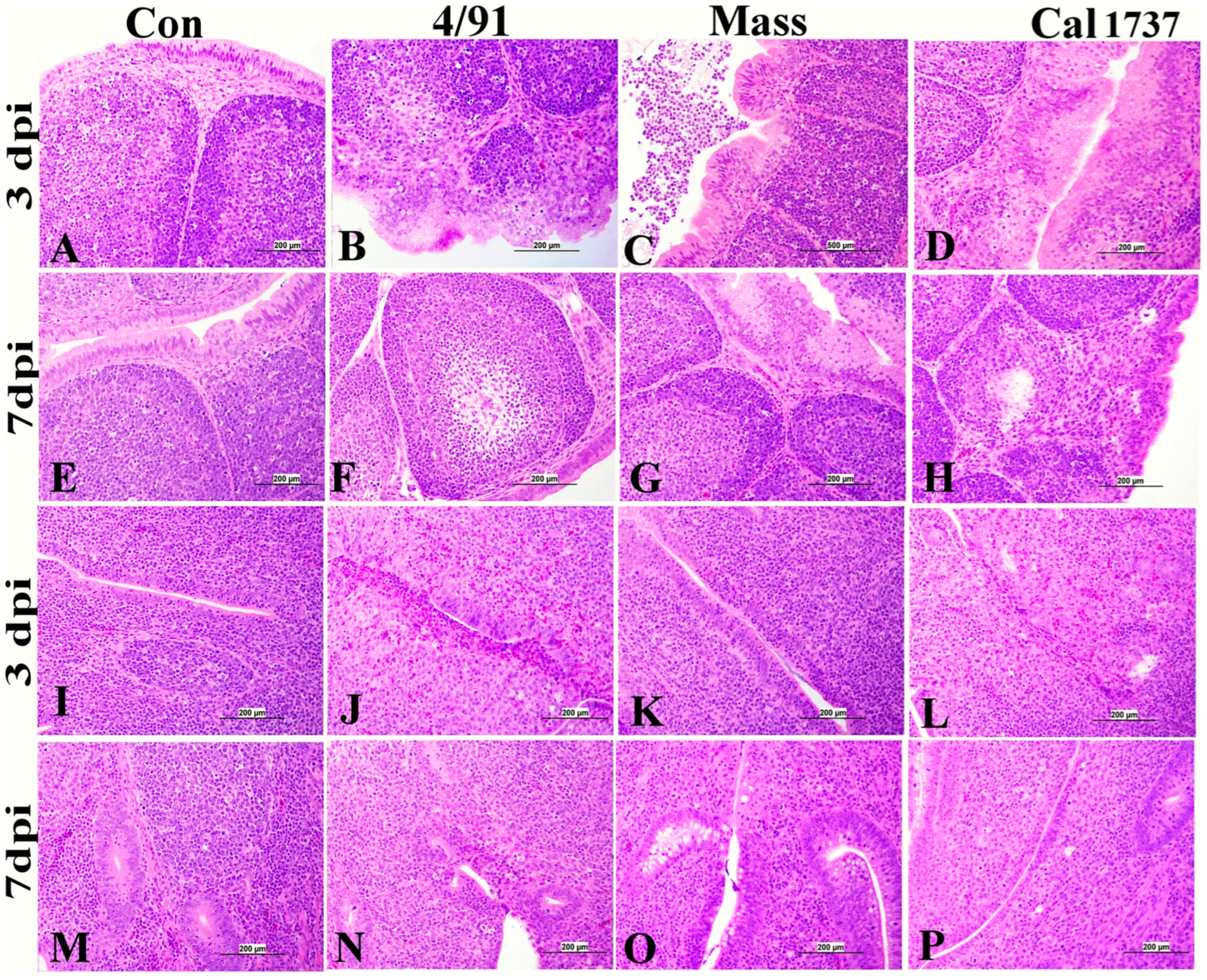 Viruses 16 00326 g004