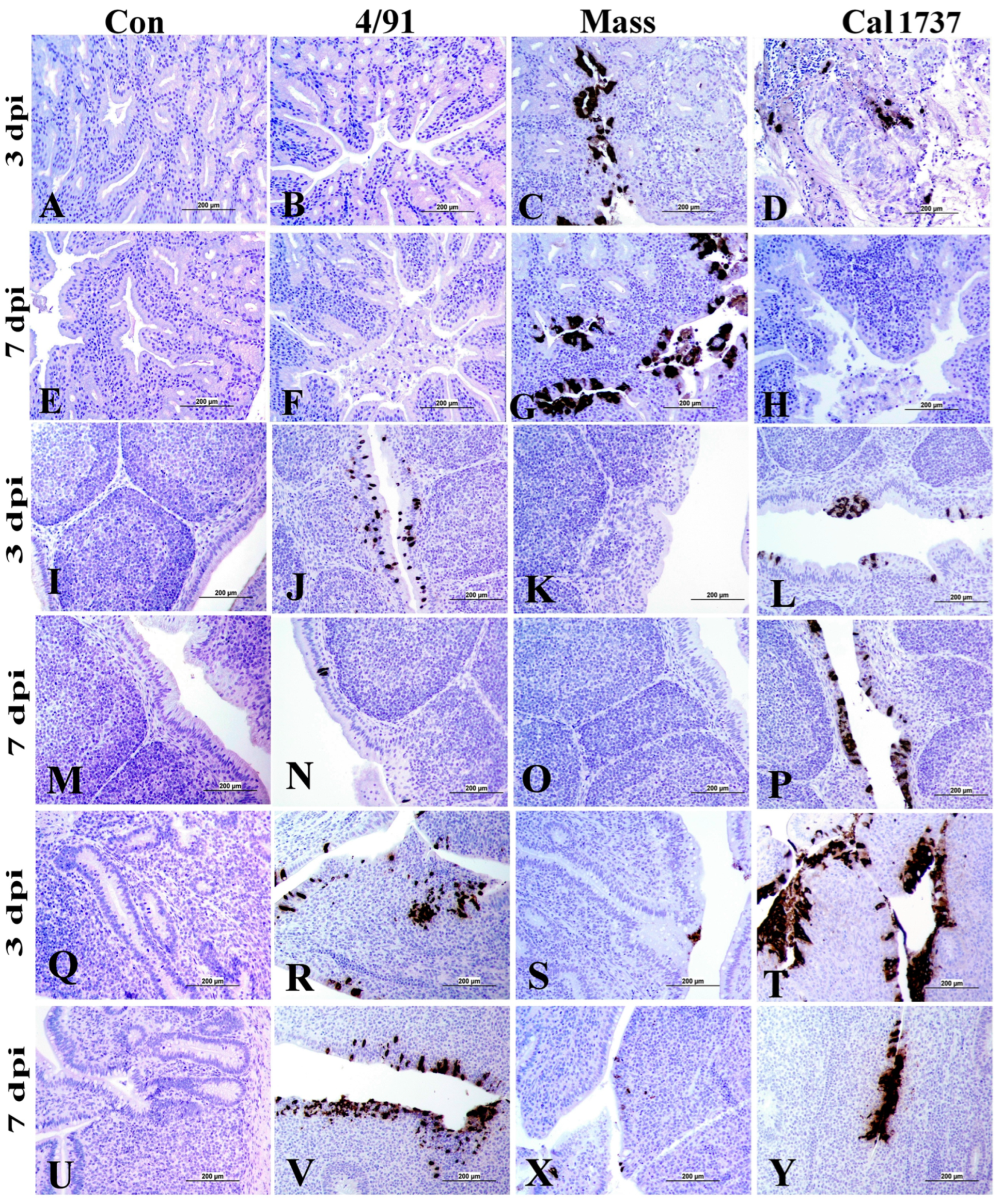 Viruses 16 00326 g006