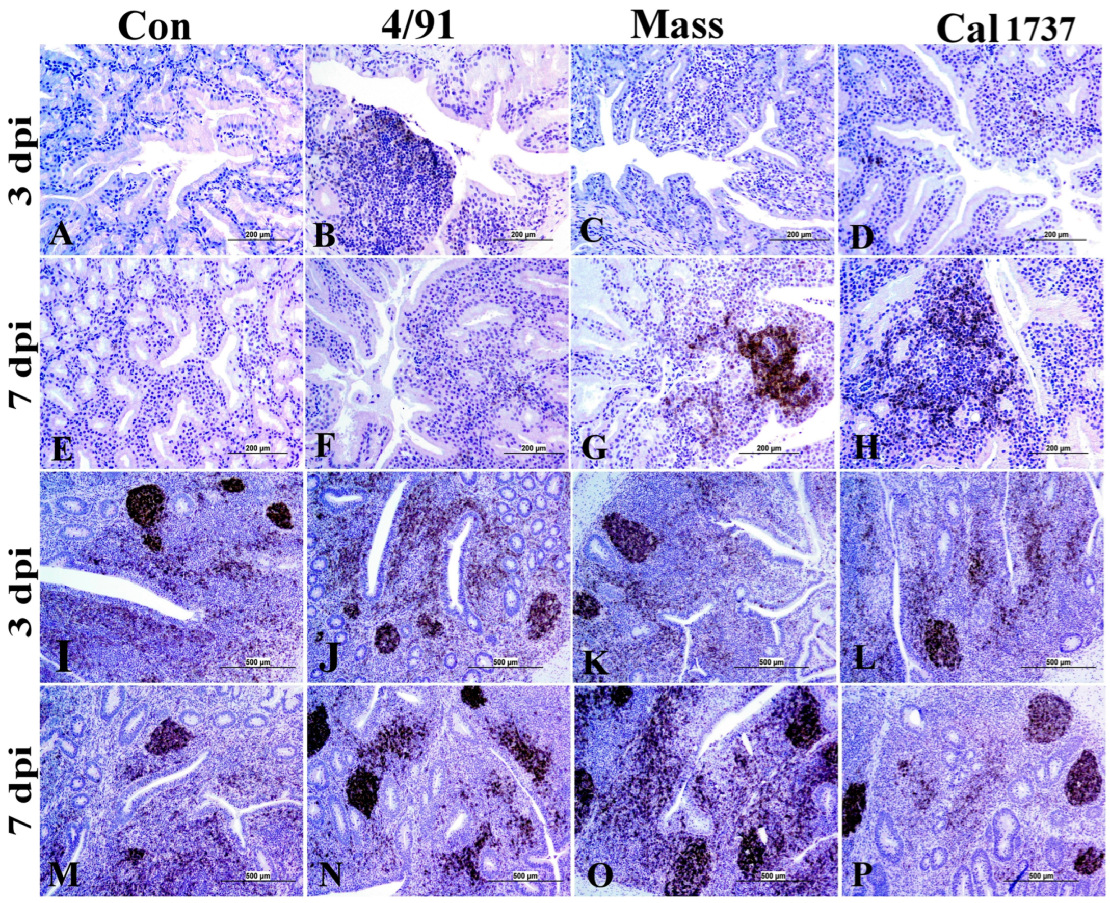 Viruses 16 00326 g007