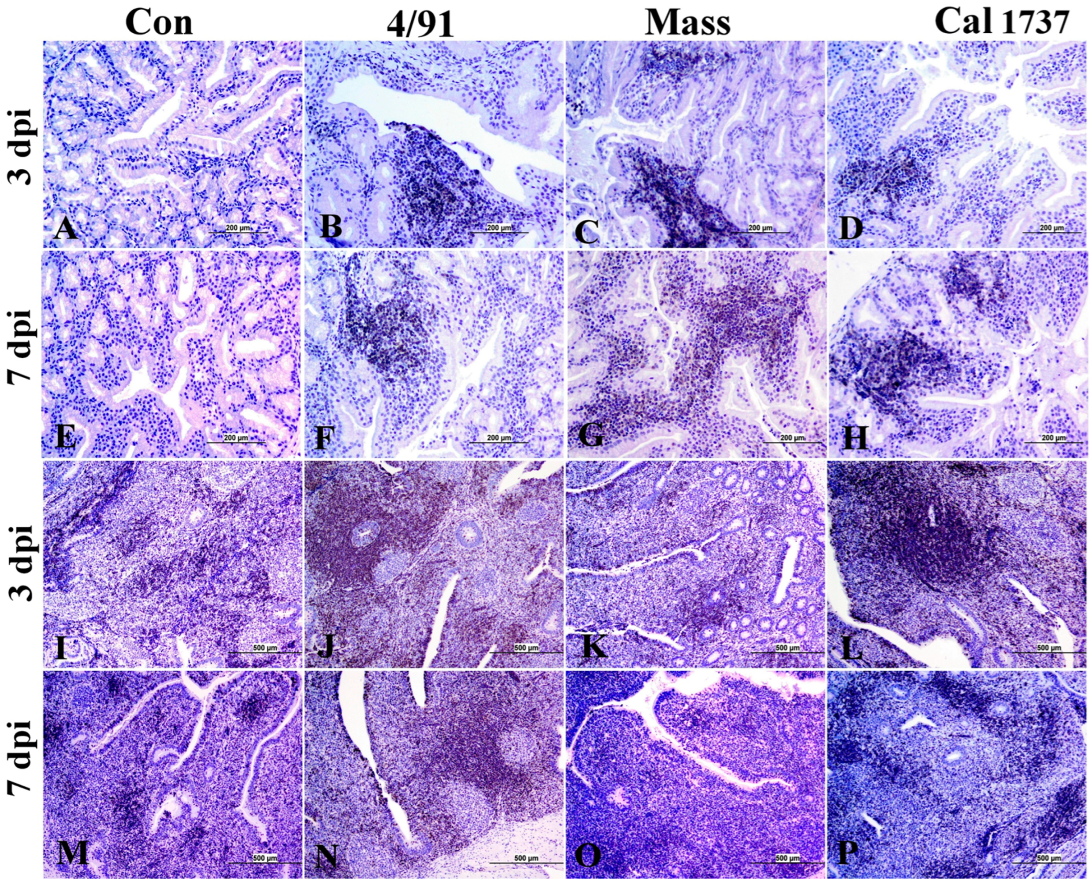 Viruses 16 00326 g009