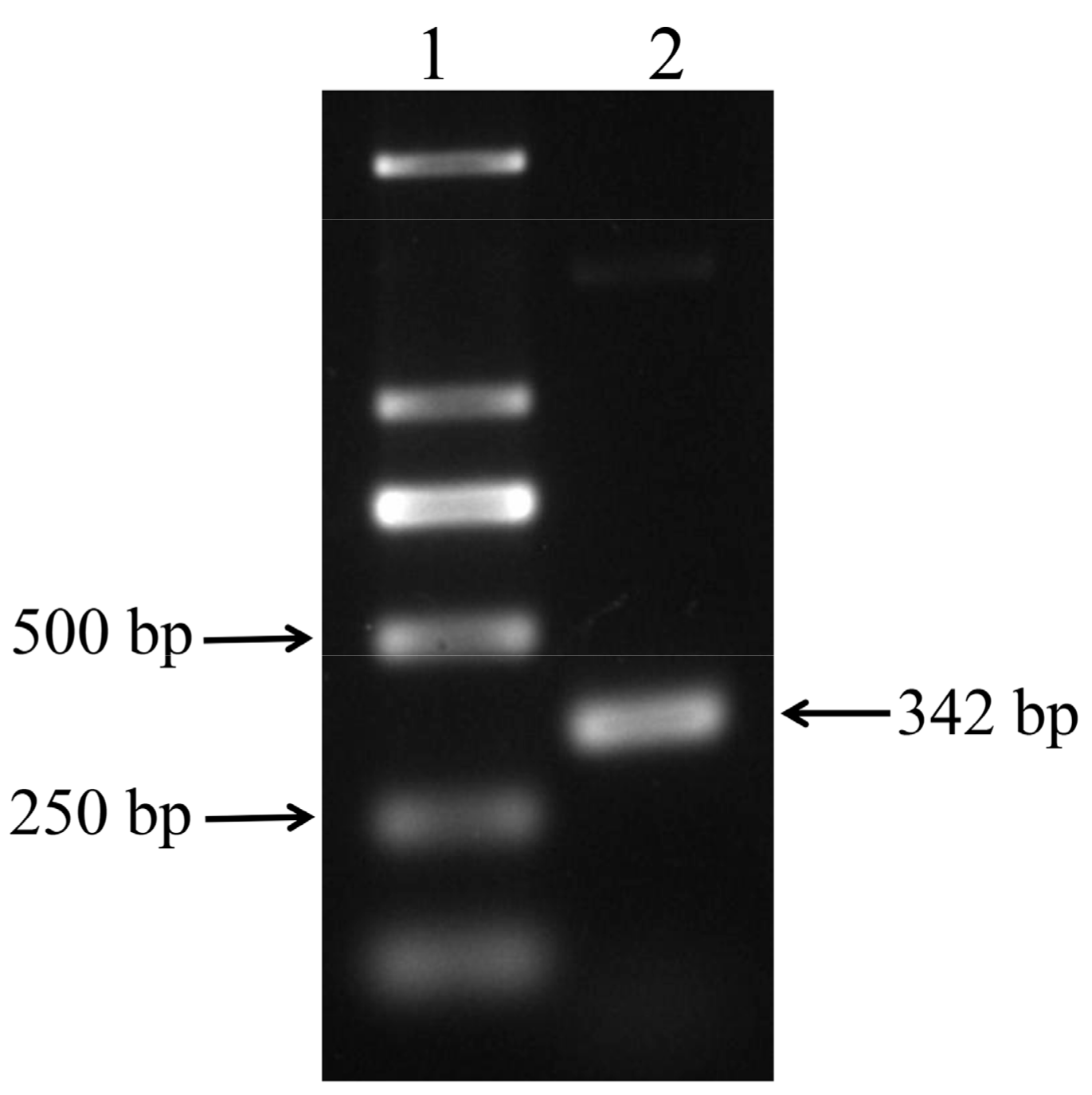 Viruses 16 00330 g001 Viruses 16 00330 g001