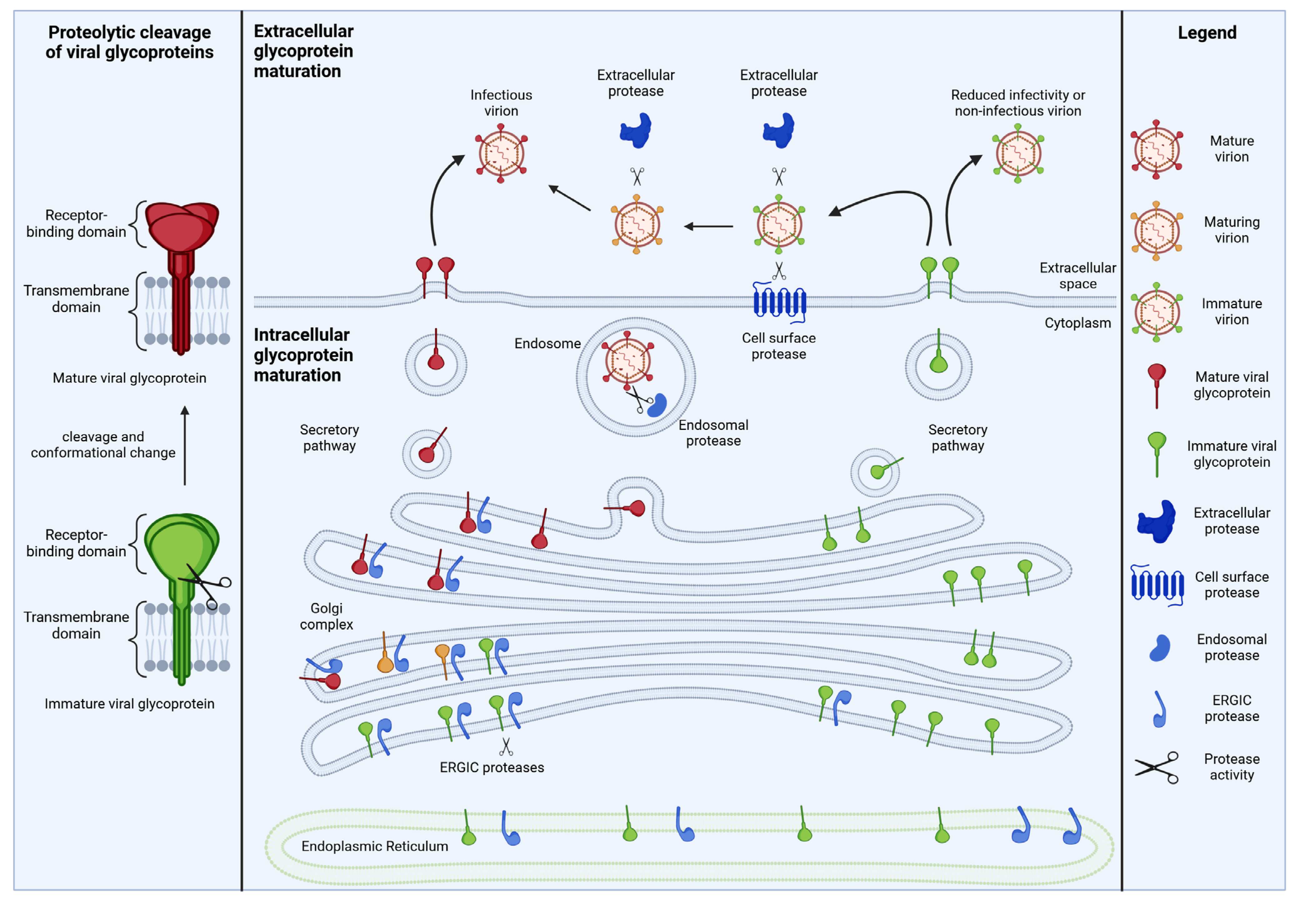Viruses 16 00332 g001