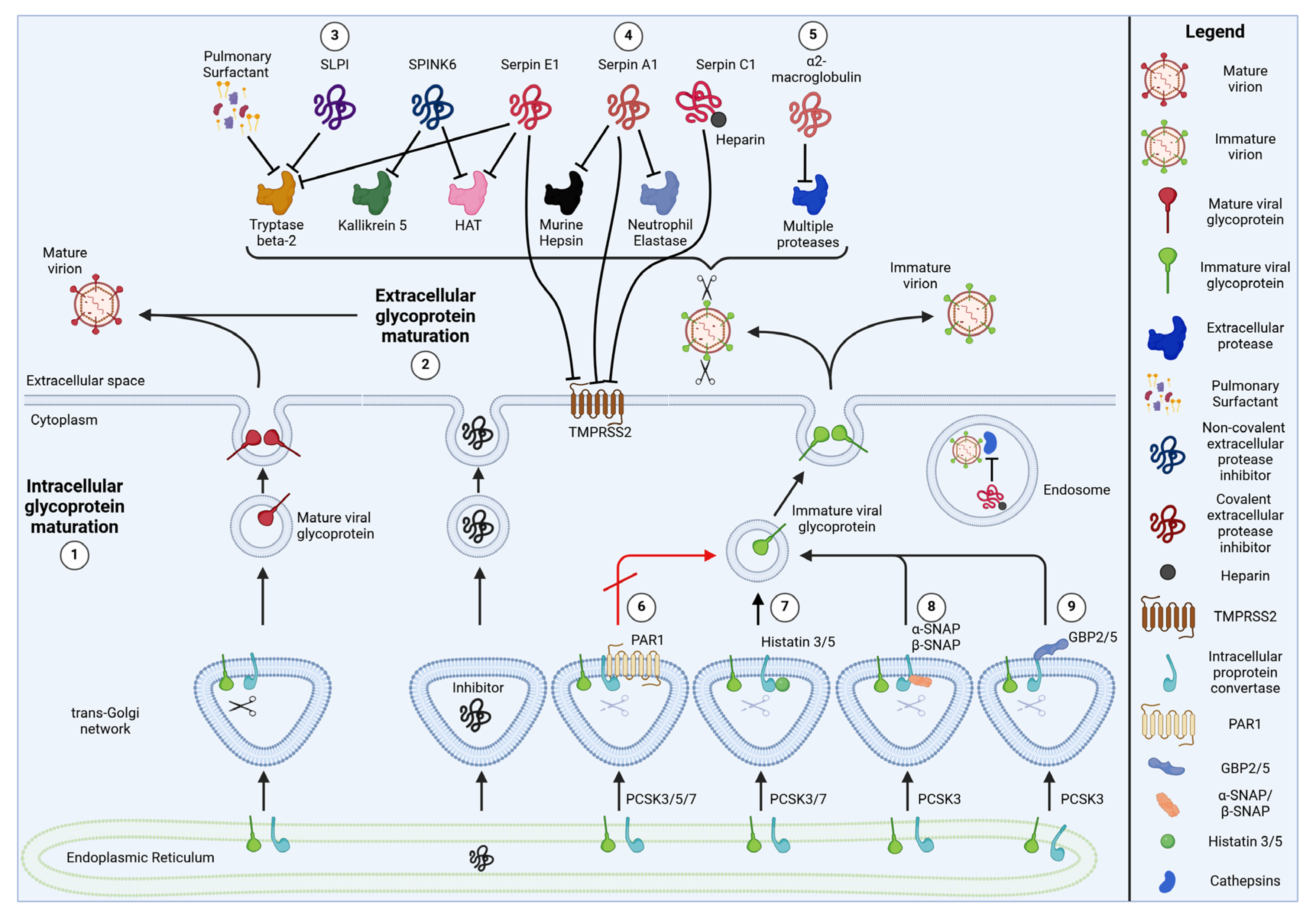 Viruses 16 00332 g002