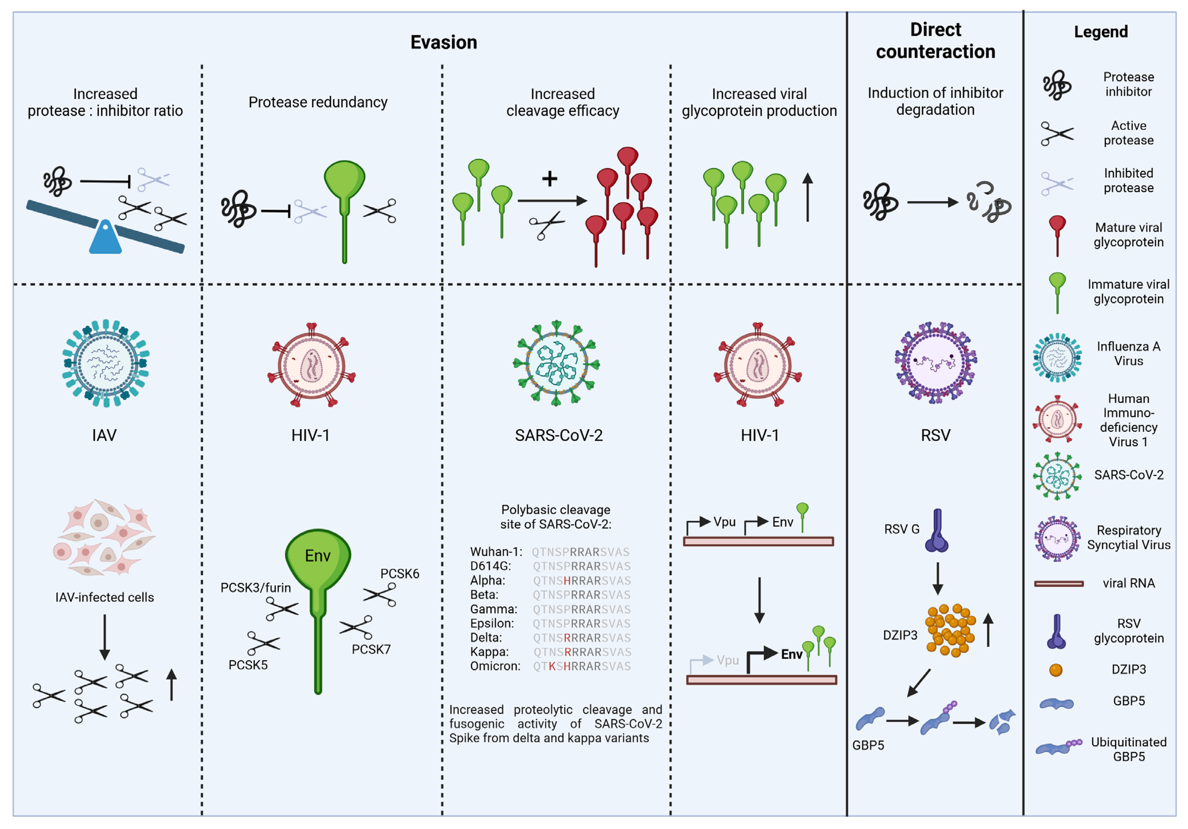 Viruses 16 00332 g003