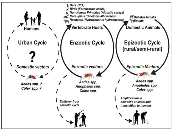 Viruses 16 00336 g002