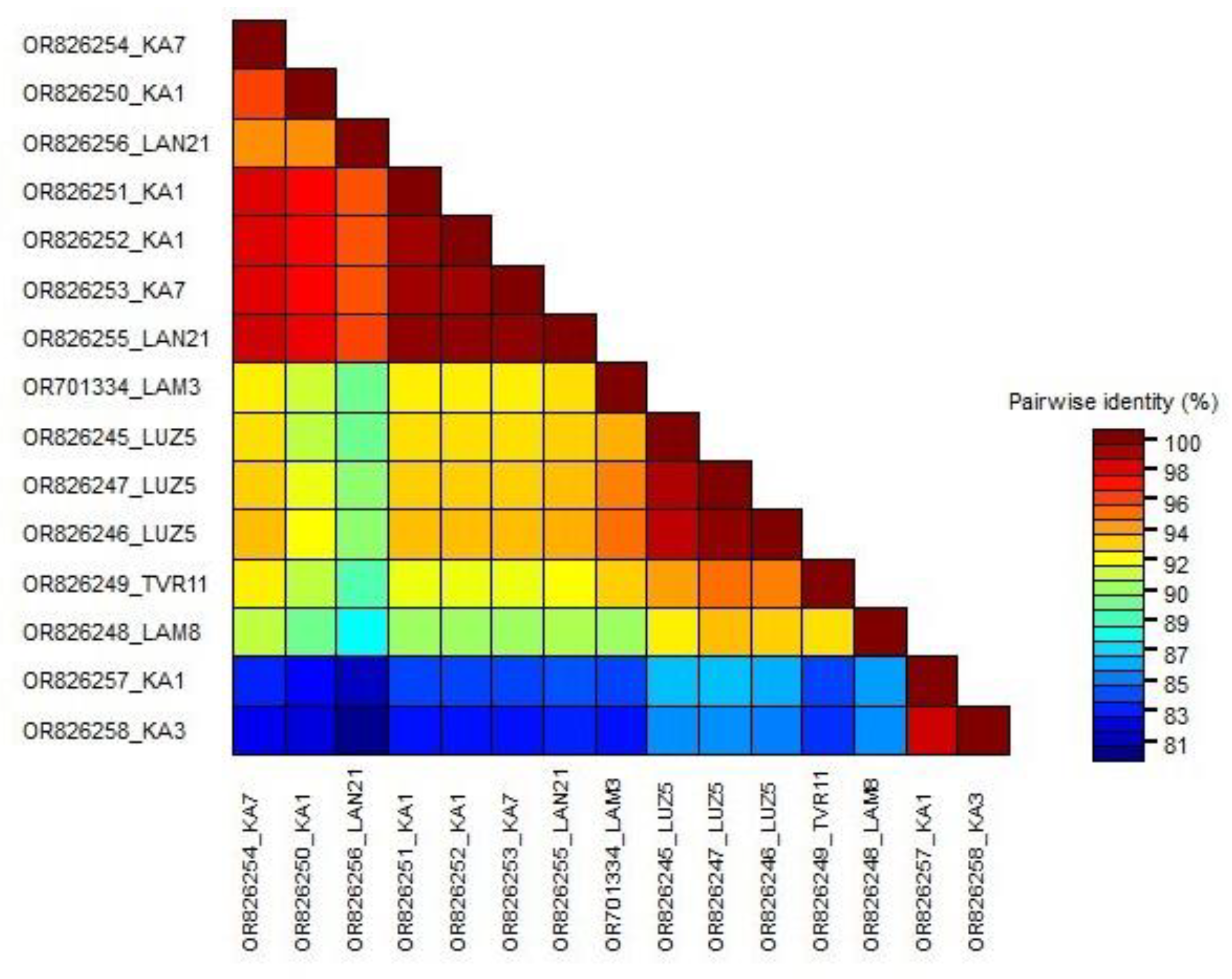 Viruses 16 00343 g002