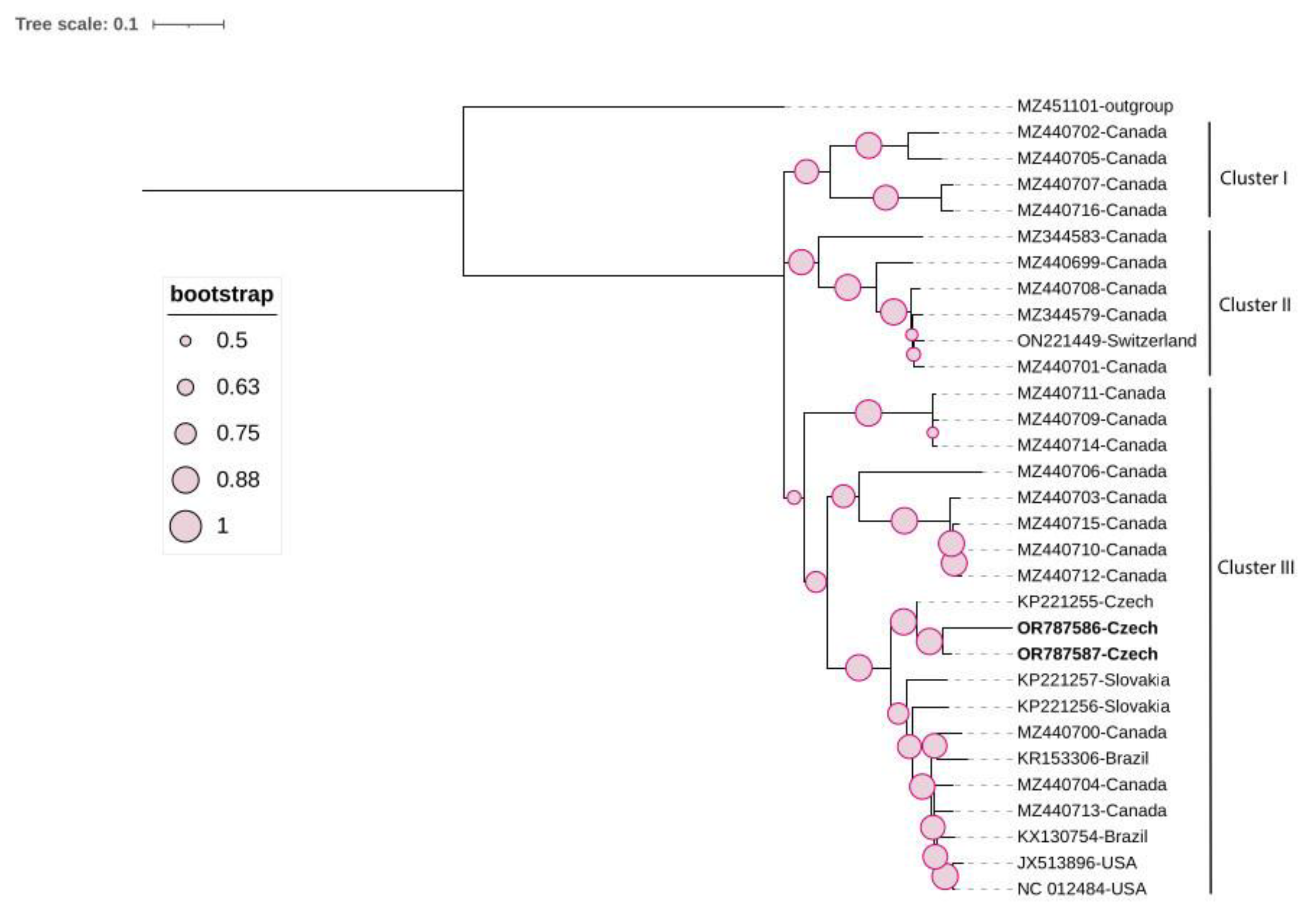 Viruses 16 00343 g005