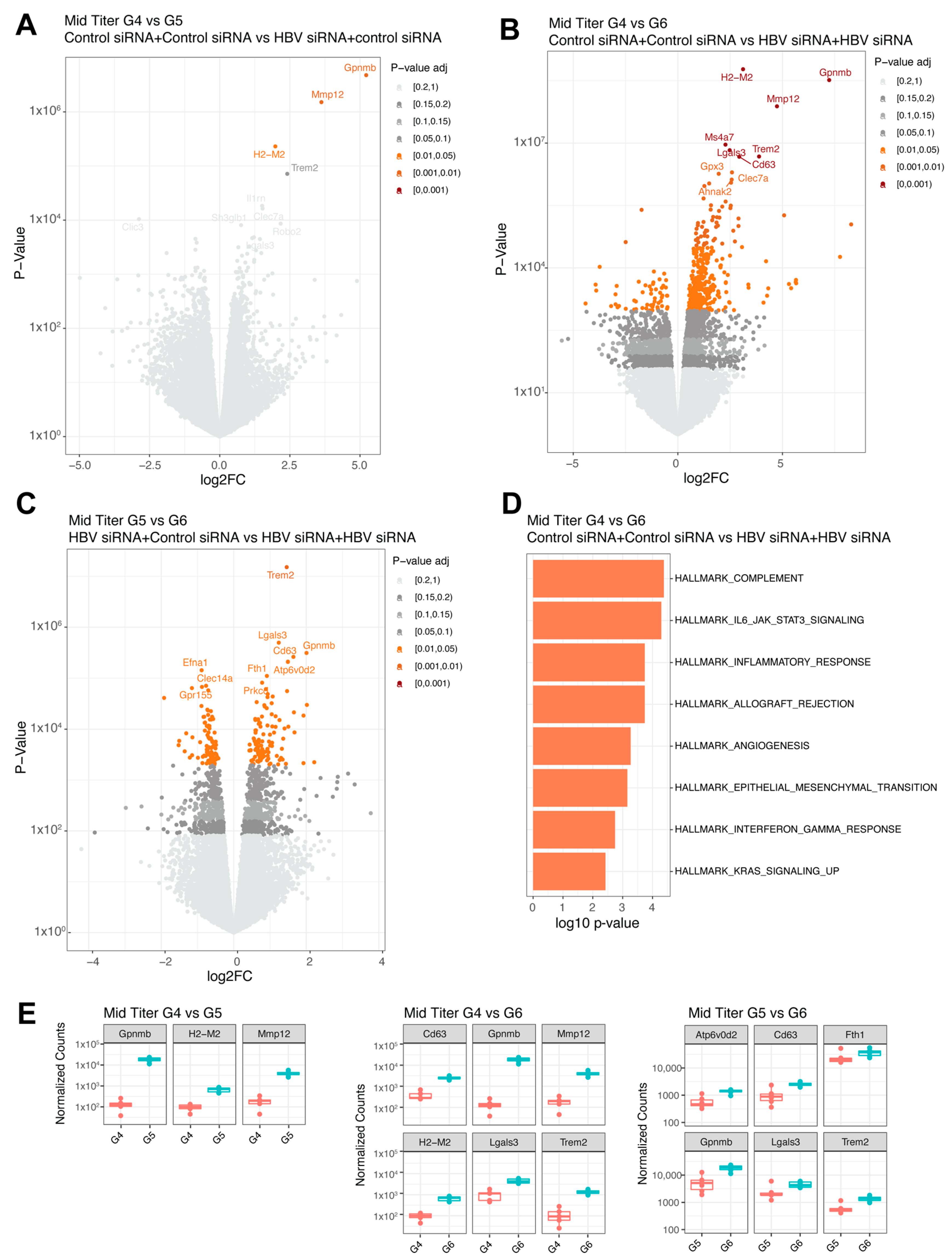 Viruses 16 00347 g005
