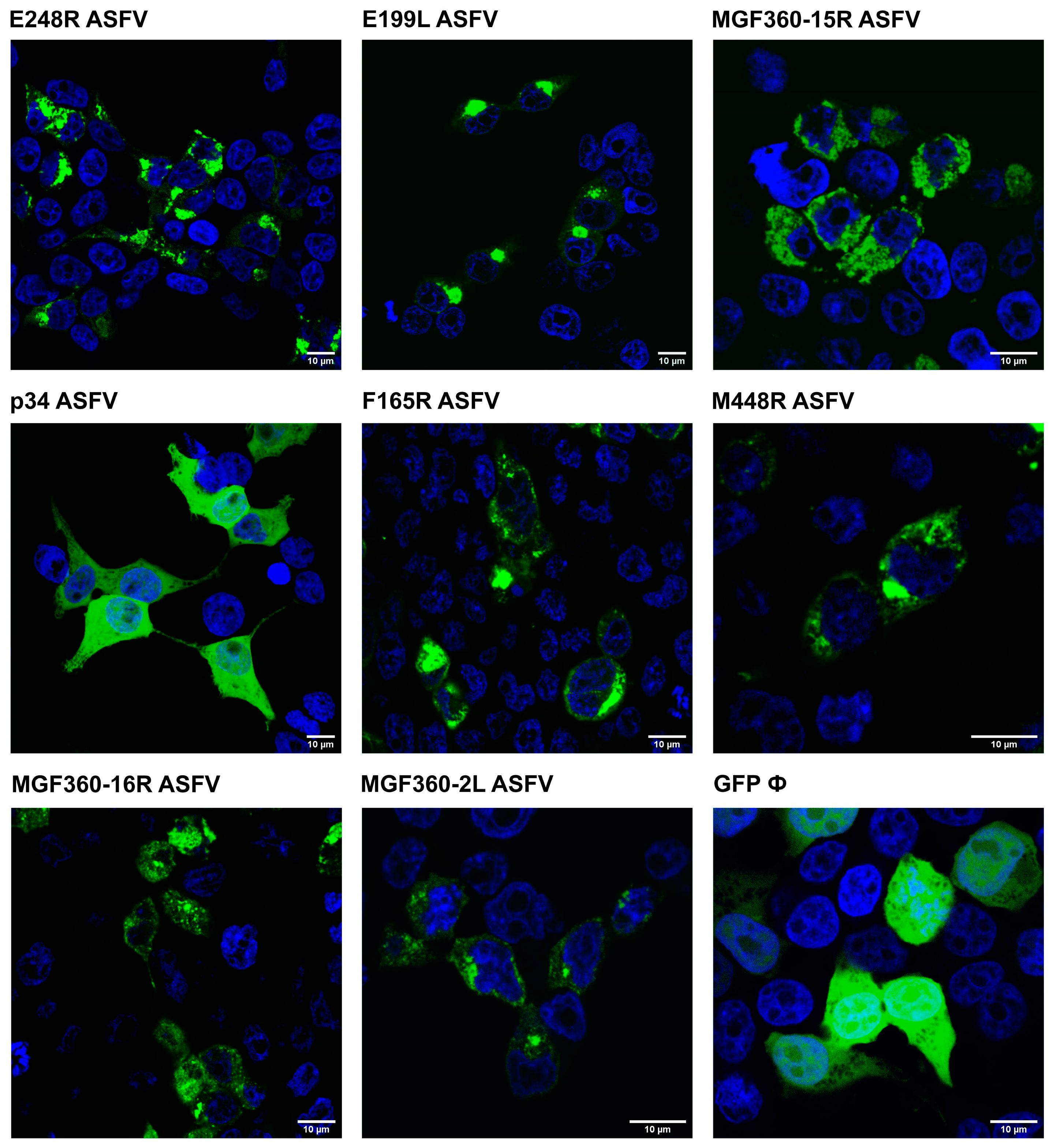 Viruses 16 00349 g005 Viruses 16 00349 g005