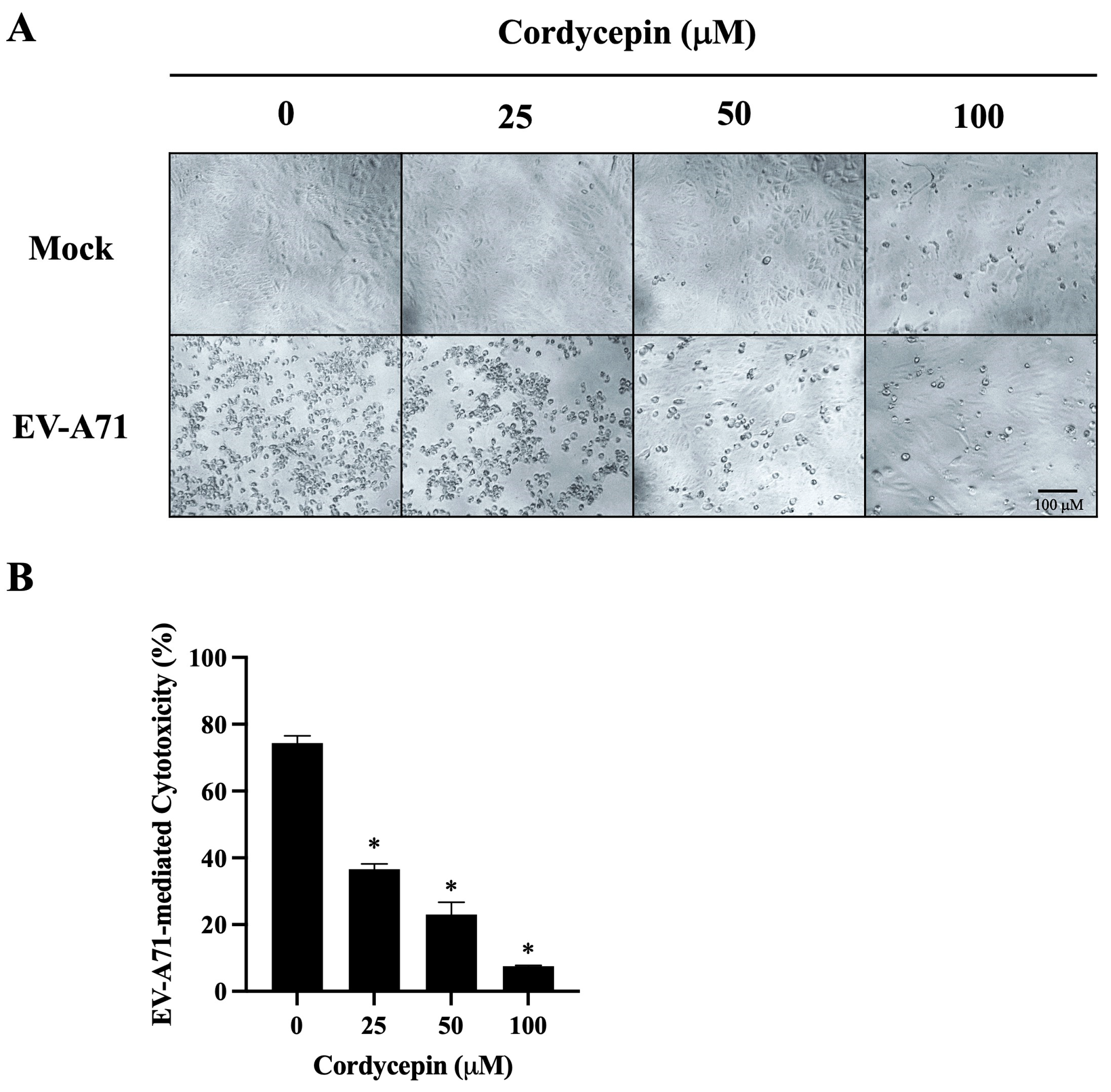 Viruses 16 00352 g004